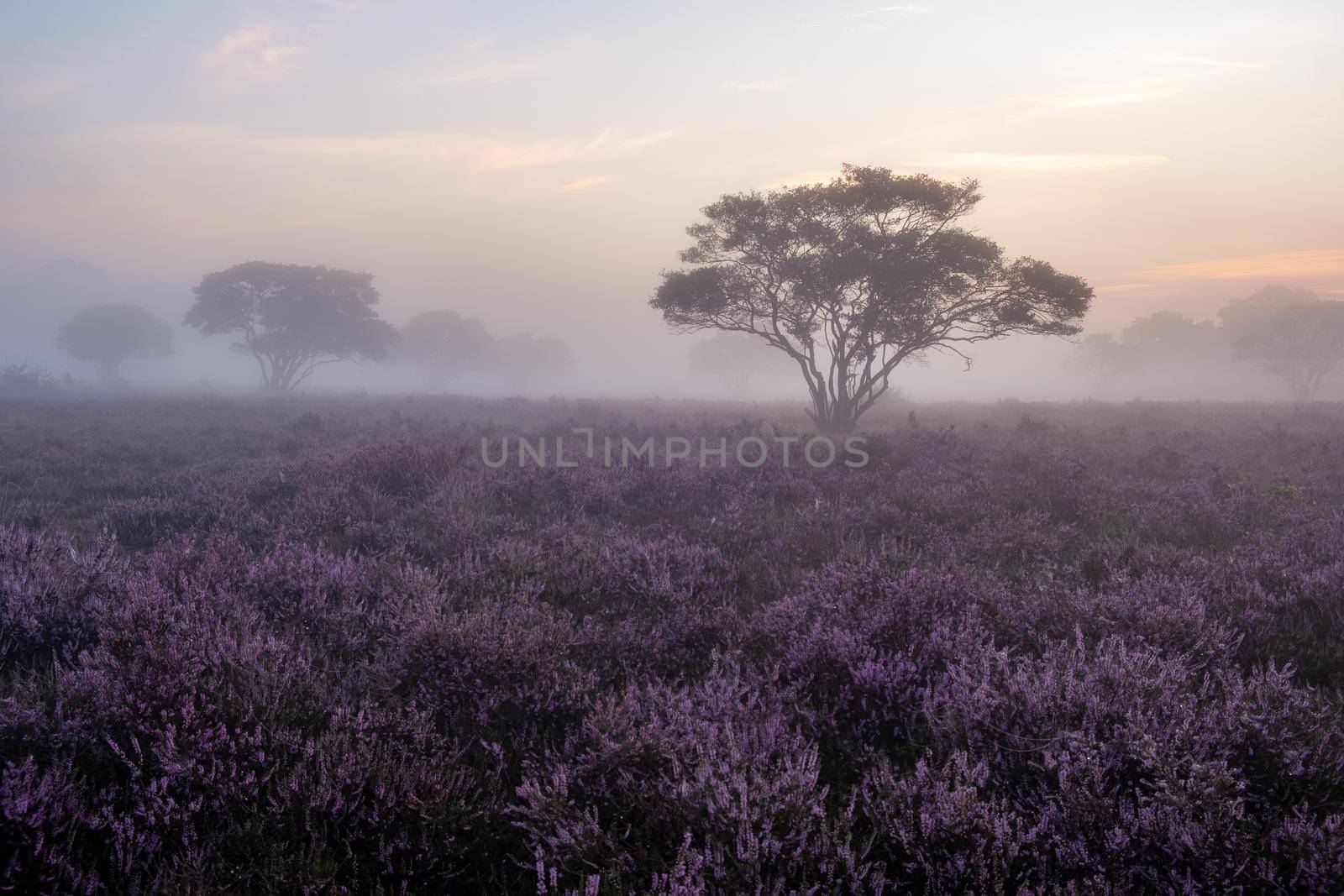 Blooming Heather fields, purple pink heather in bloom, blooming heater on the Veluwe Zuiderheide park , Netherlands by fokkebok