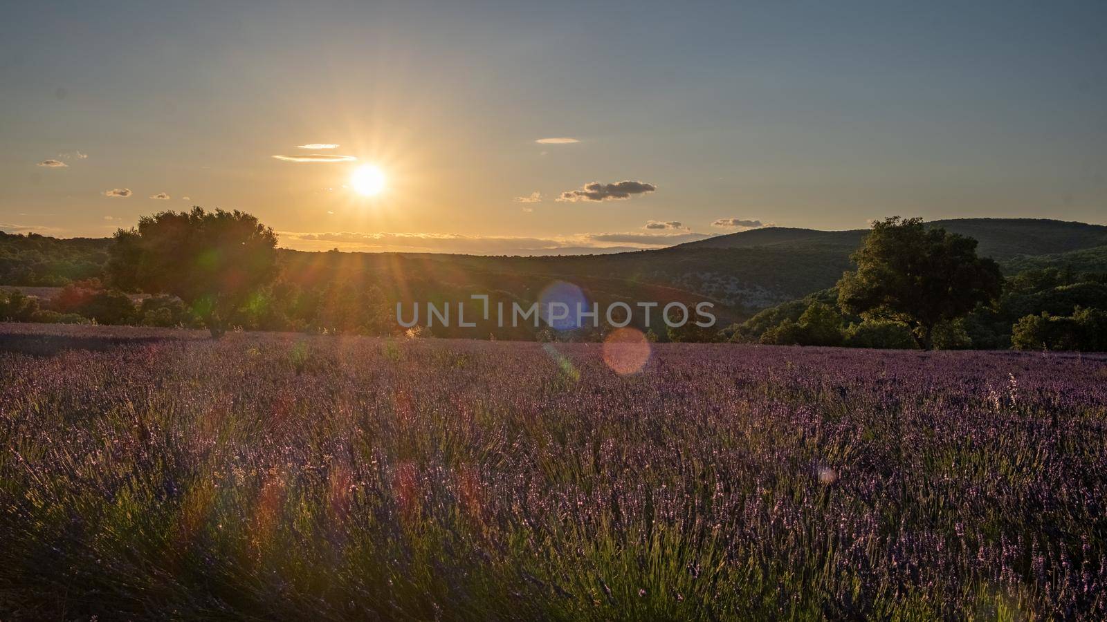 Ardeche lavender fields in the south of France during sunset, Lavender fields in Ardeche in southeast France by fokkebok