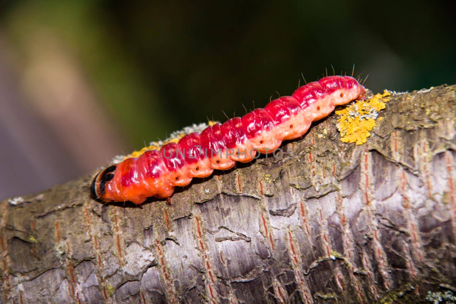 The bright colourful caterpillar creeps on a tree by client111
