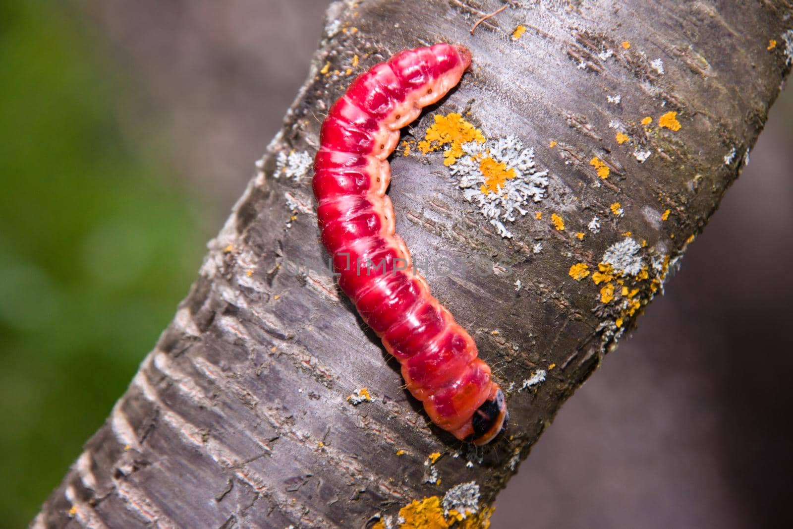 The huge, bright caterpillar creeps on a tree