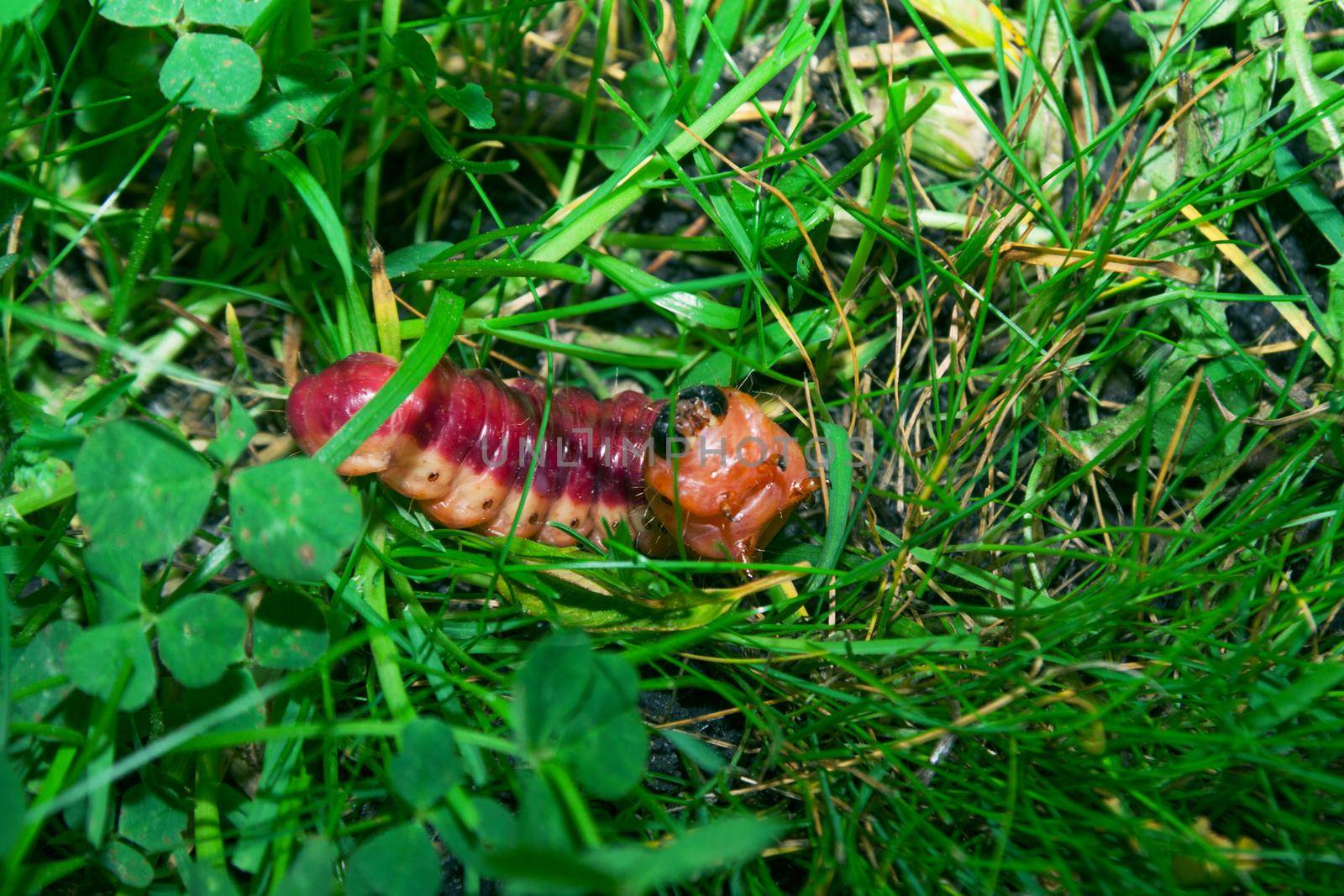 The bright colourful caterpillar creeps on a green grass