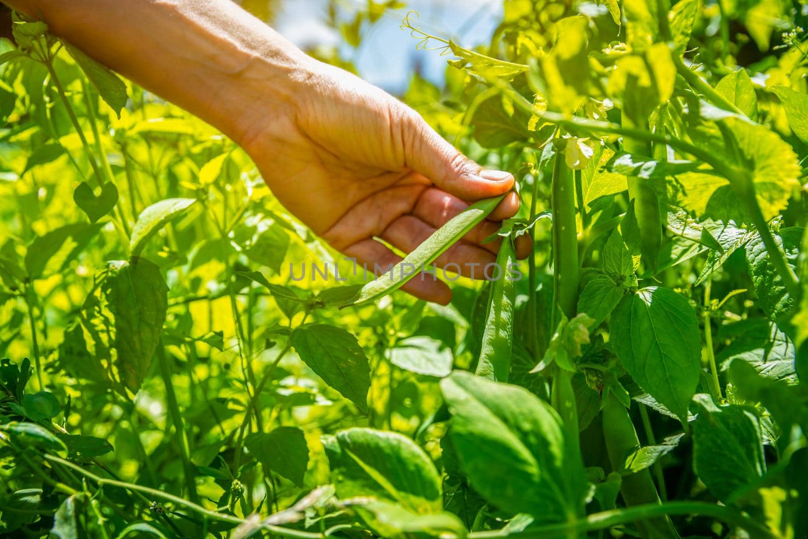 peas in the field, harvested on the farm.
