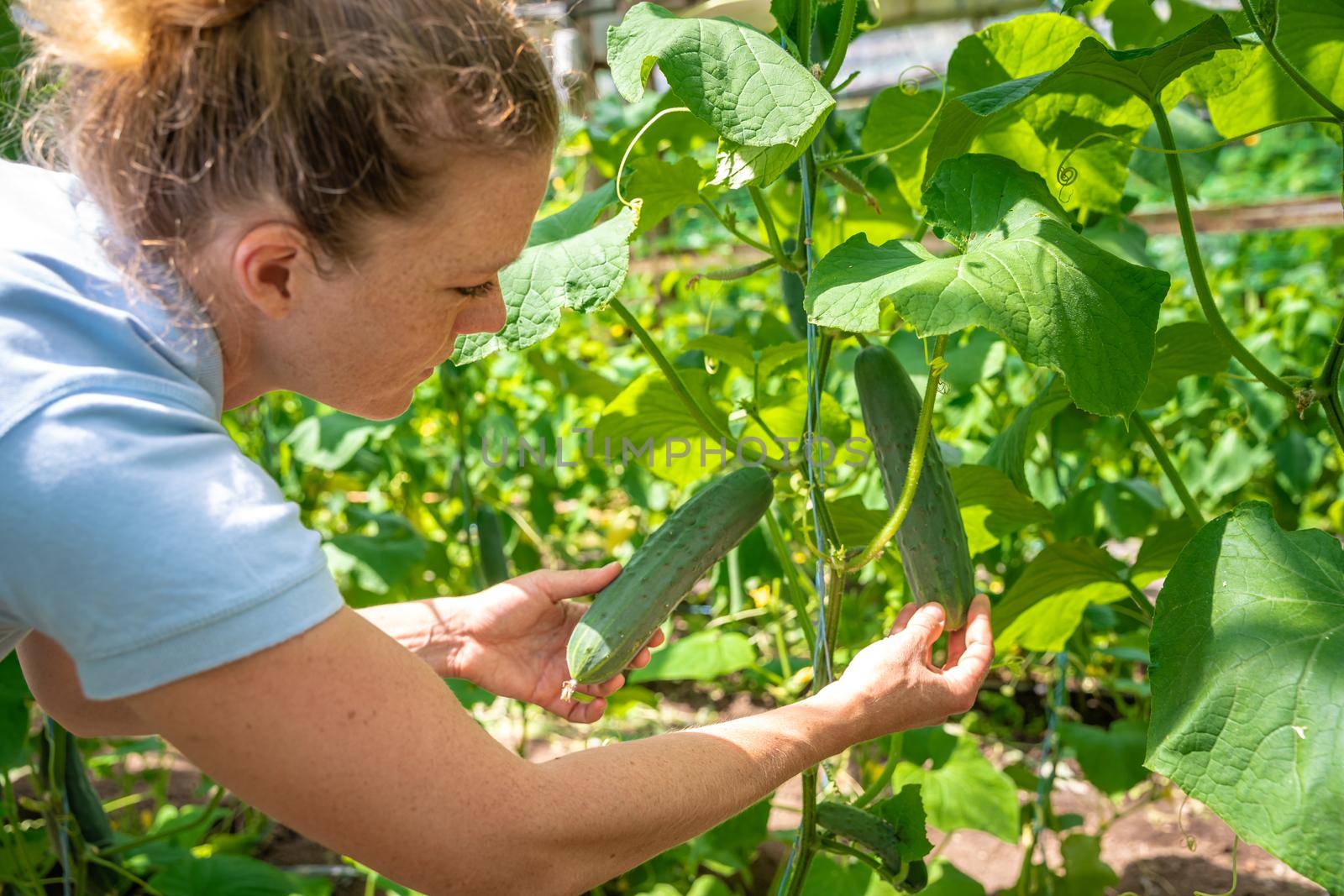 A farmer inspects a crop of cucumbers in a greenhouse on an organic farm.