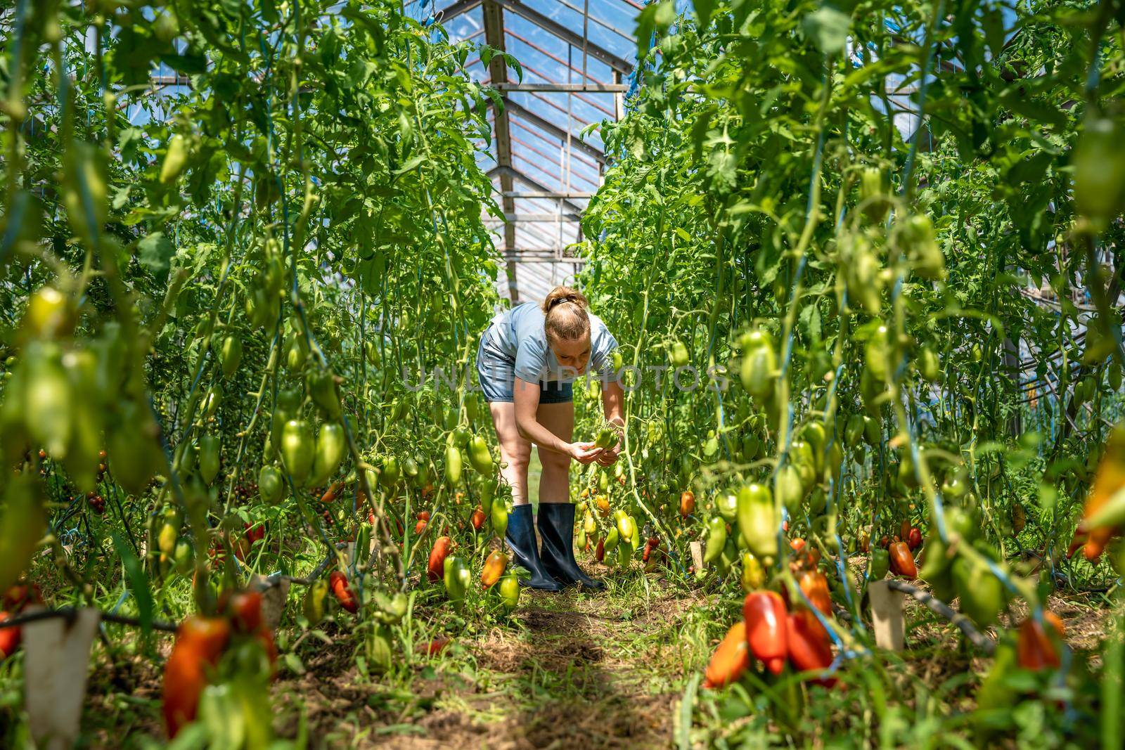 red peppers grown in a greenhouse on an organic farm by Edophoto