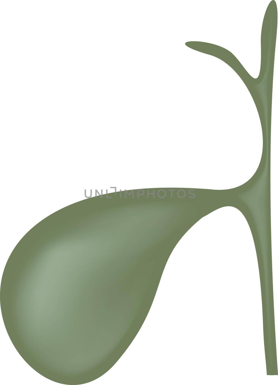 Gallbladder human digestive organ vector illustration isolated for use in medical graphic design