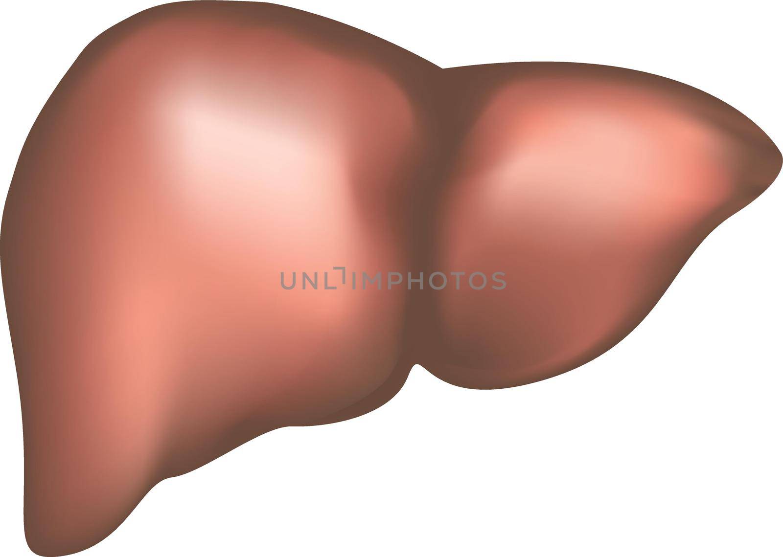 Healthy liver human body illustration on a white background for use in a medical theme