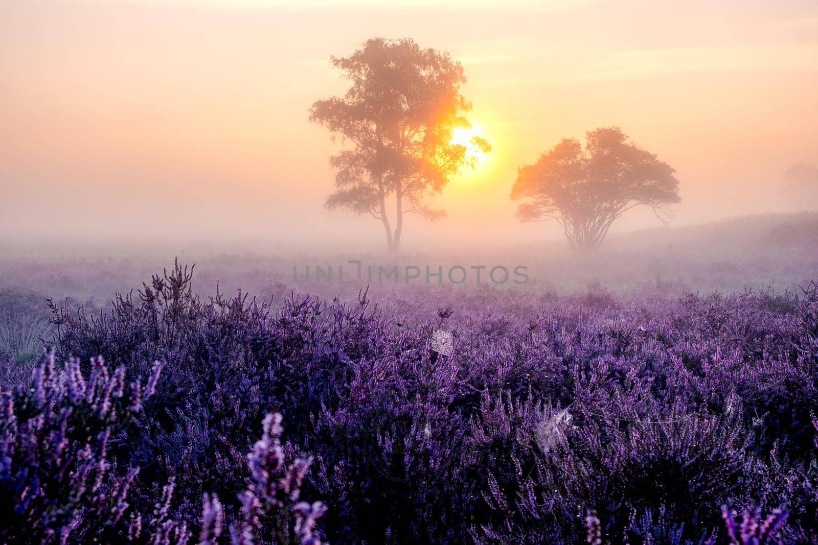 Blooming heather in the Netherlands,Sunny foggy Sunrise over the pink purple hills at Westerheid park Netherlands, blooming Heather fields in the Netherlands during Sunrise  by fokkebok