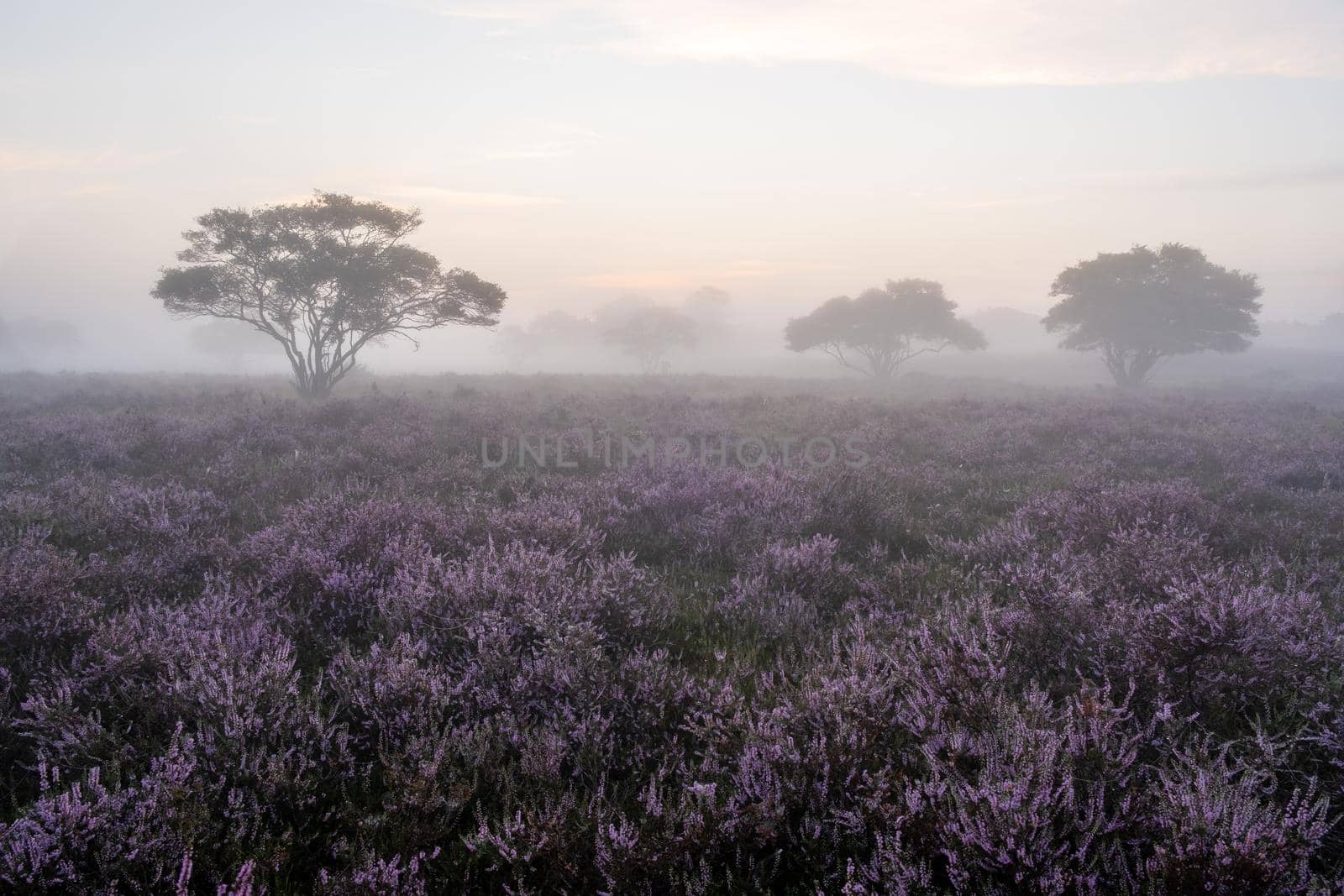 Blooming heather field in the Netherlands near Hilversum Veluwe Zuiderheide, blooming pink purple heather fields in the morniong with mist and fog during sunrise Netherlands Europe