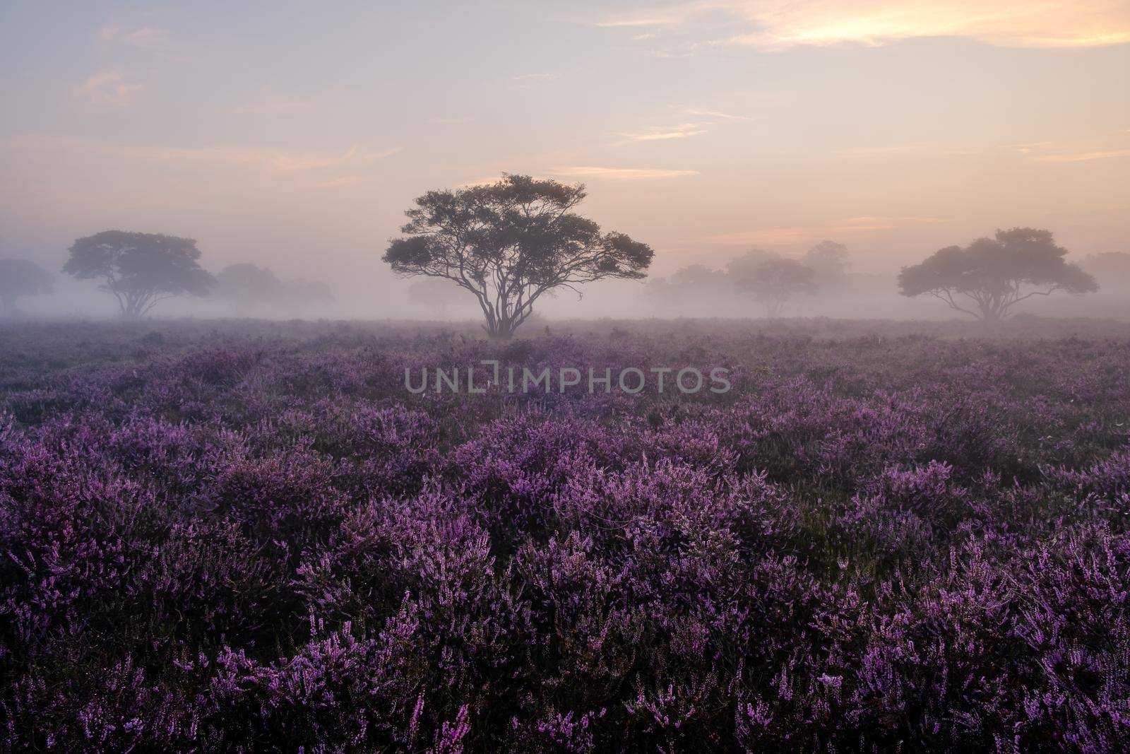 Blooming Heather fields, purple pink heather in bloom, blooming heater on the Veluwe Zuiderheide park , Netherlands by fokkebok