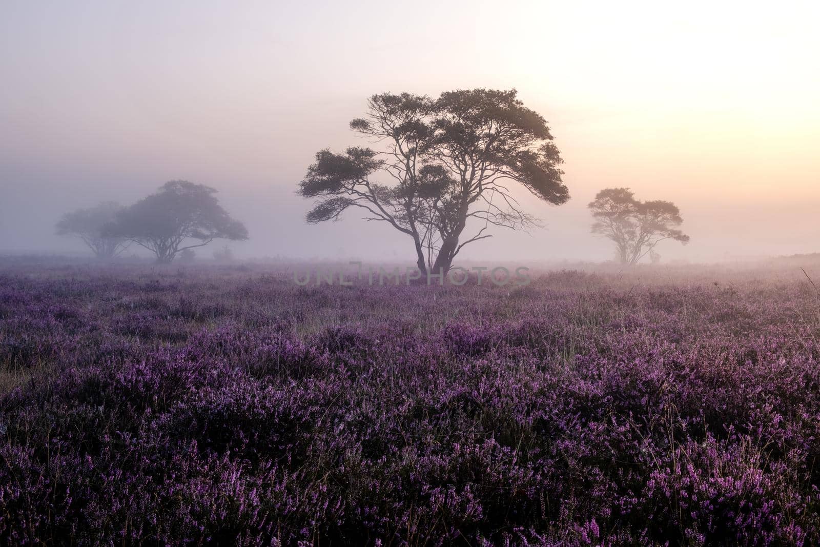 Blooming heather in the Netherlands,Sunny foggy Sunrise over the pink purple hills at Westerheid park Netherlands, blooming Heather fields in the Netherlands during Sunrise  by fokkebok