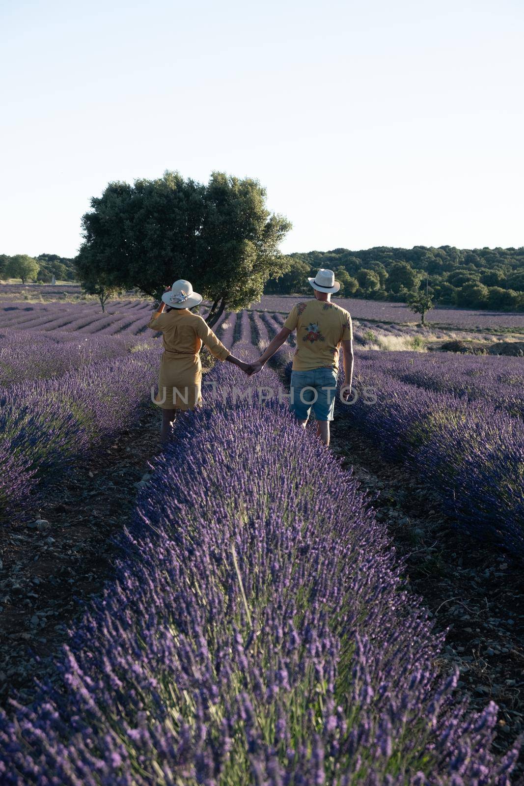 couple men and woman watching sunset in lavender fields in the south of France, Ardeche lavender fields iduring sunset, Lavender fields in Ardeche in southeast France.Europe