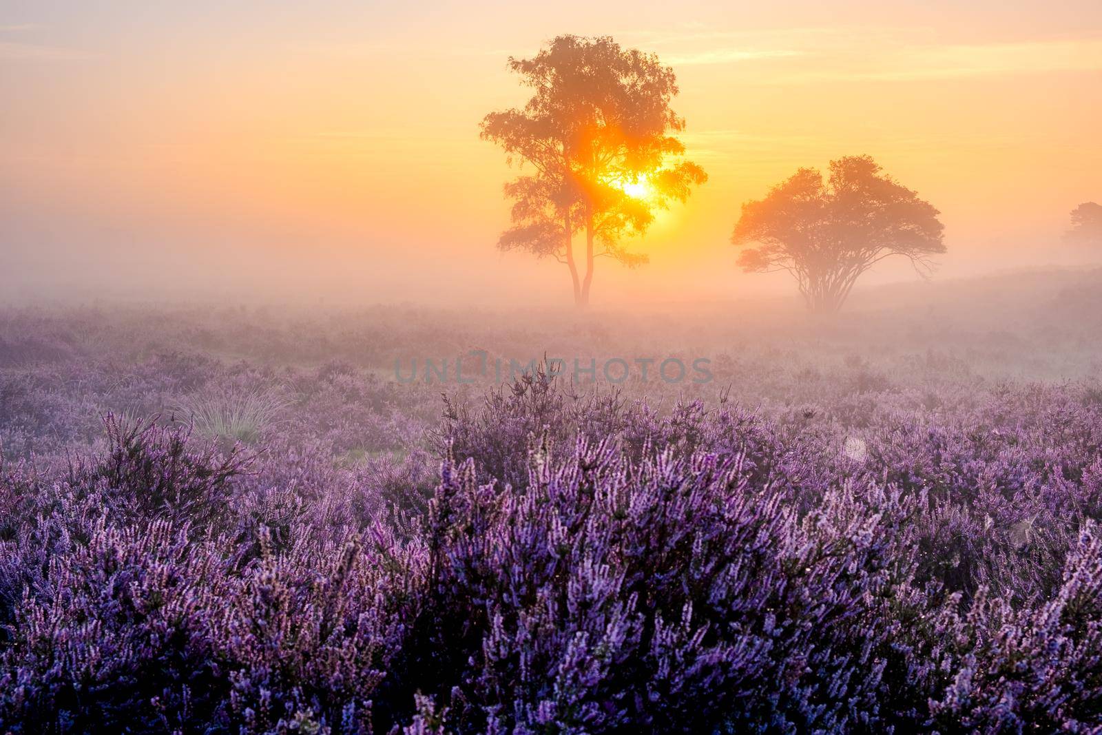 Blooming Heather fields, purple pink heather in bloom, blooming heater on the Veluwe Zuiderheide park , Netherlands by fokkebok