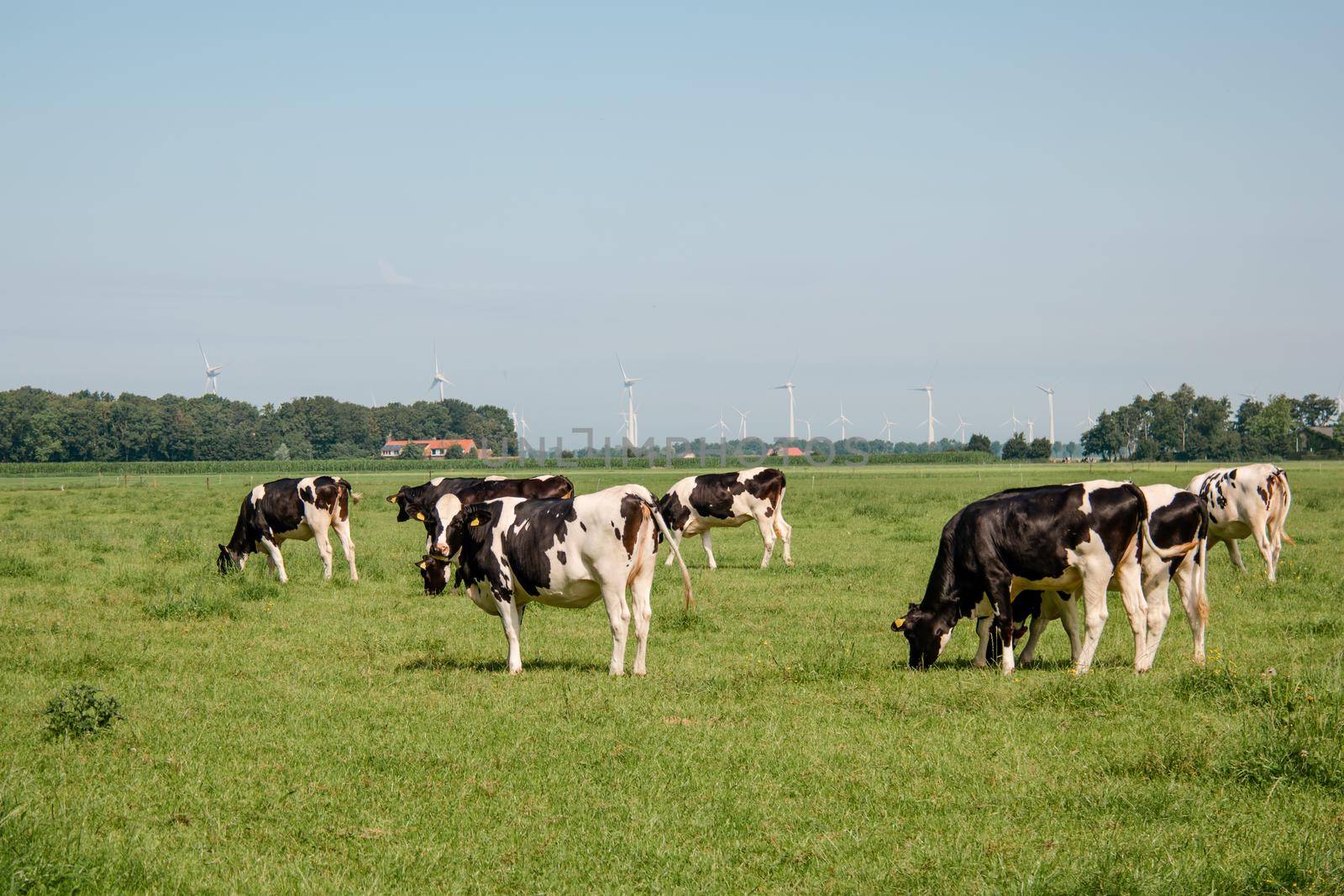 Dutch Brown and White cows mixed with black and white cows in the green meadow grassland, Urk Netherlands by fokkebok