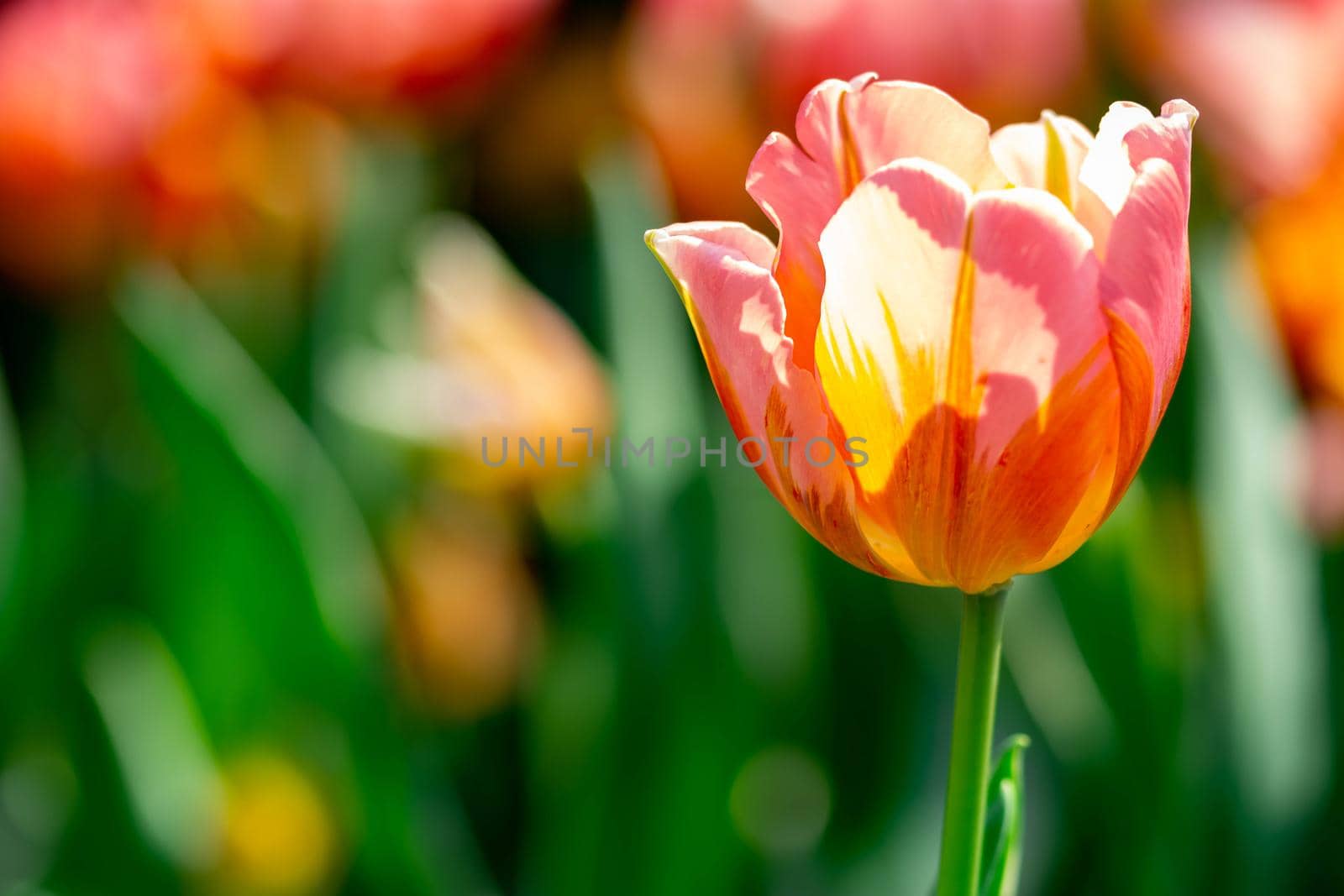Orange tulips with green blurry background by billroque