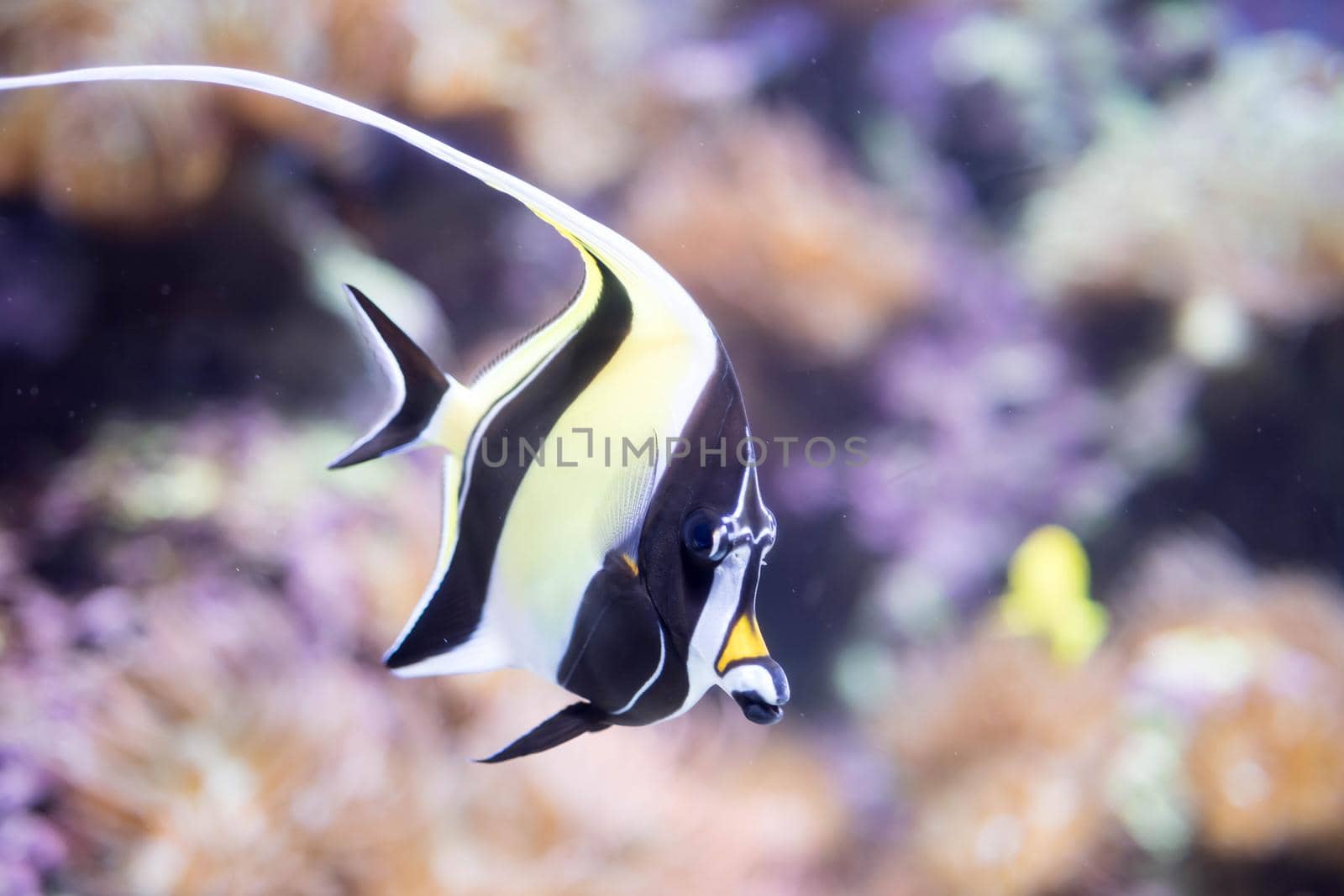 Blurry photo of Moorish idol fish Zanclus cornutus in a clear aquarium.