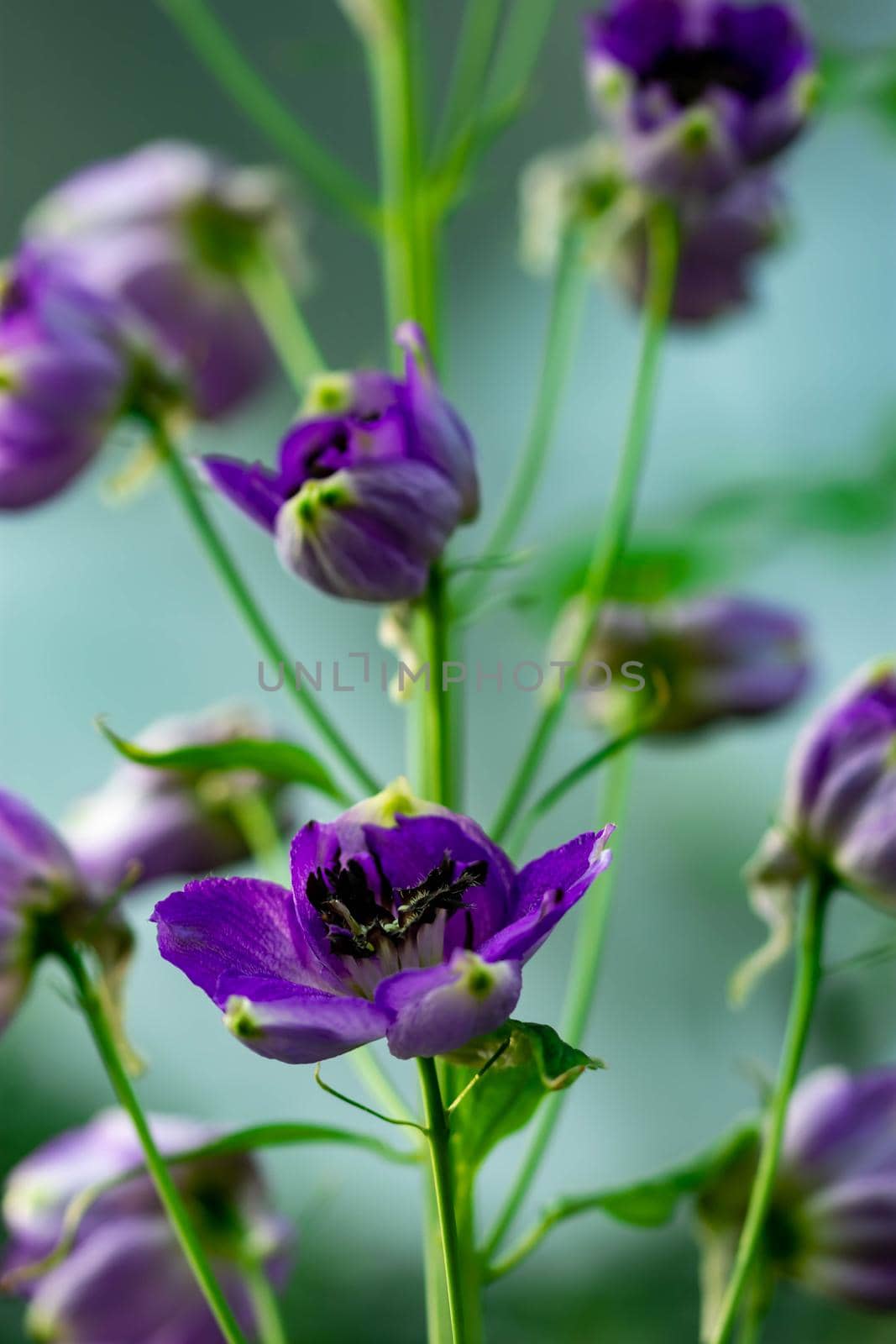 Purple tulips with green background in a flower garden in Singapore