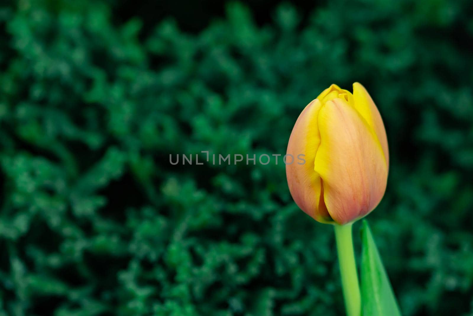 Yellow tulips with green blurry background in a flower garden in Singapore