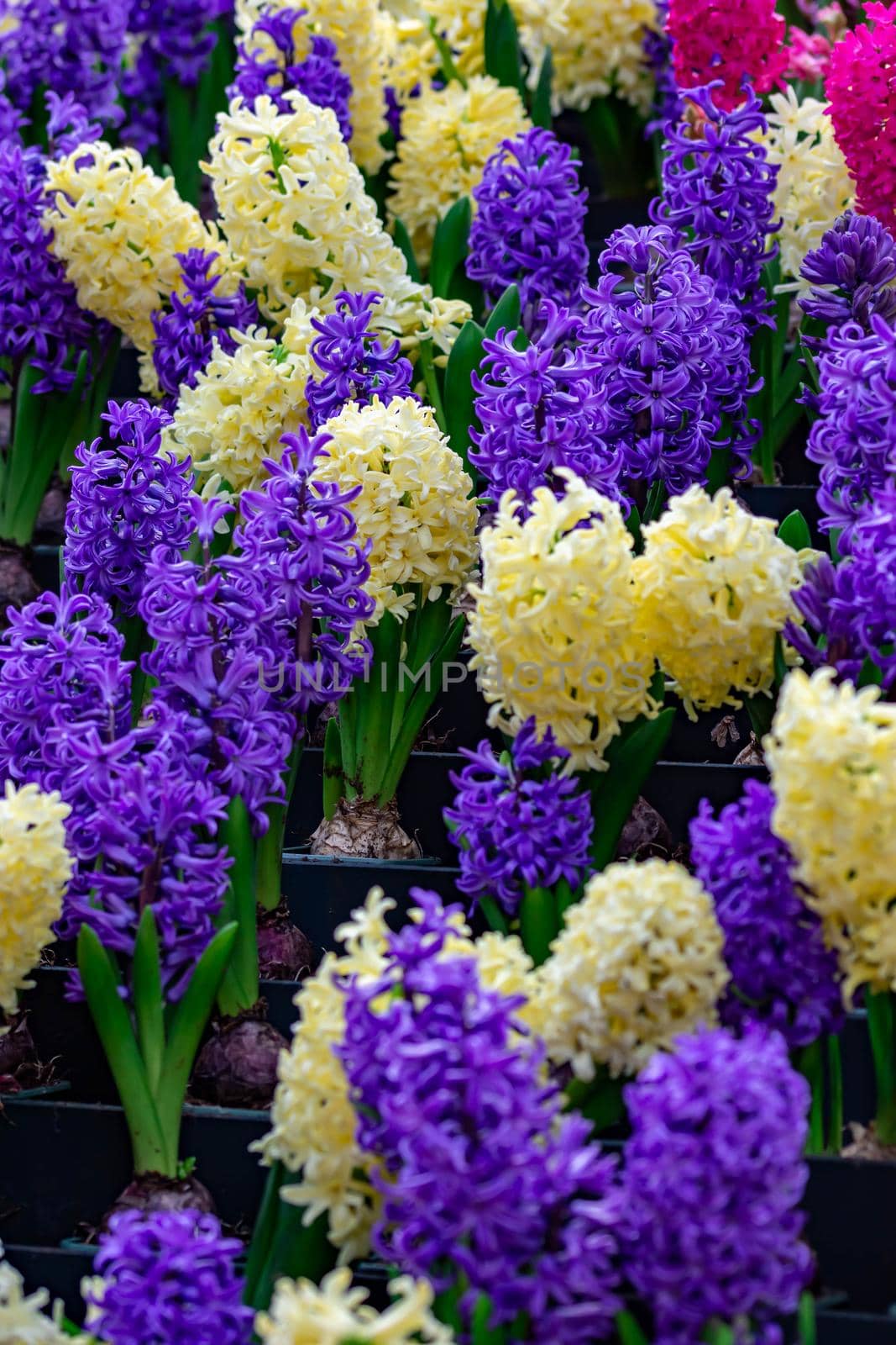 Purple tulips with green background in a flower garden in Singapore