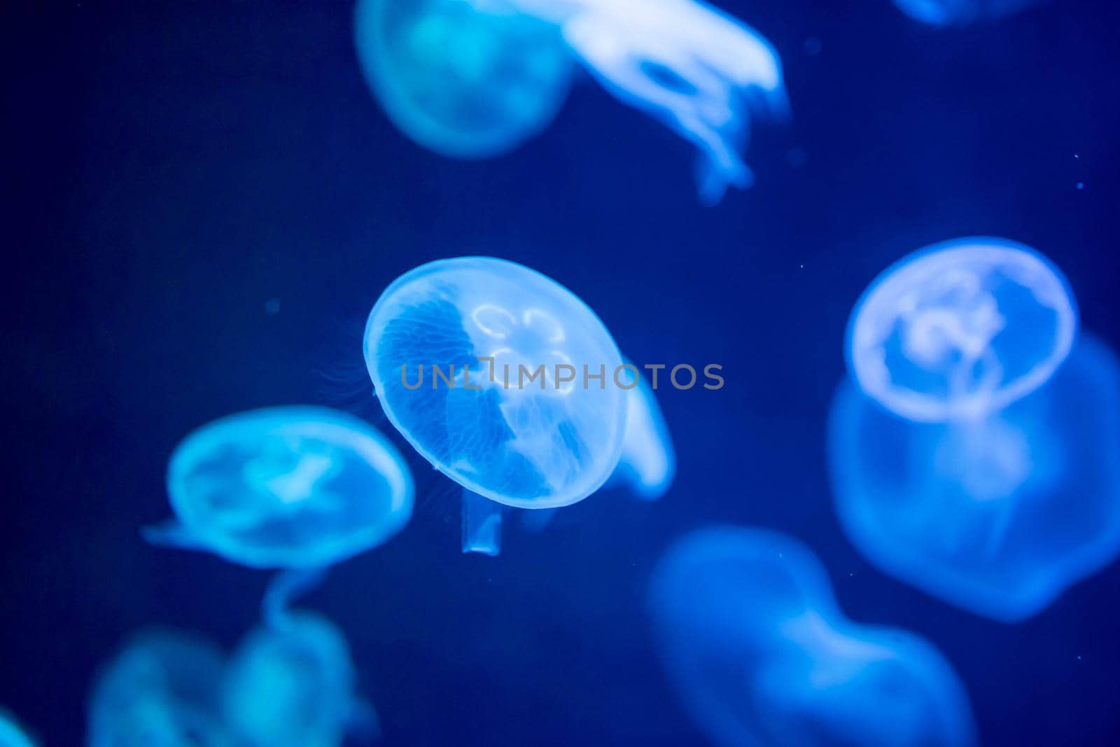 Blurry Colorful Jellyfishes floating on waters. Blue Moon jellyfish Aurelia aurita by billroque