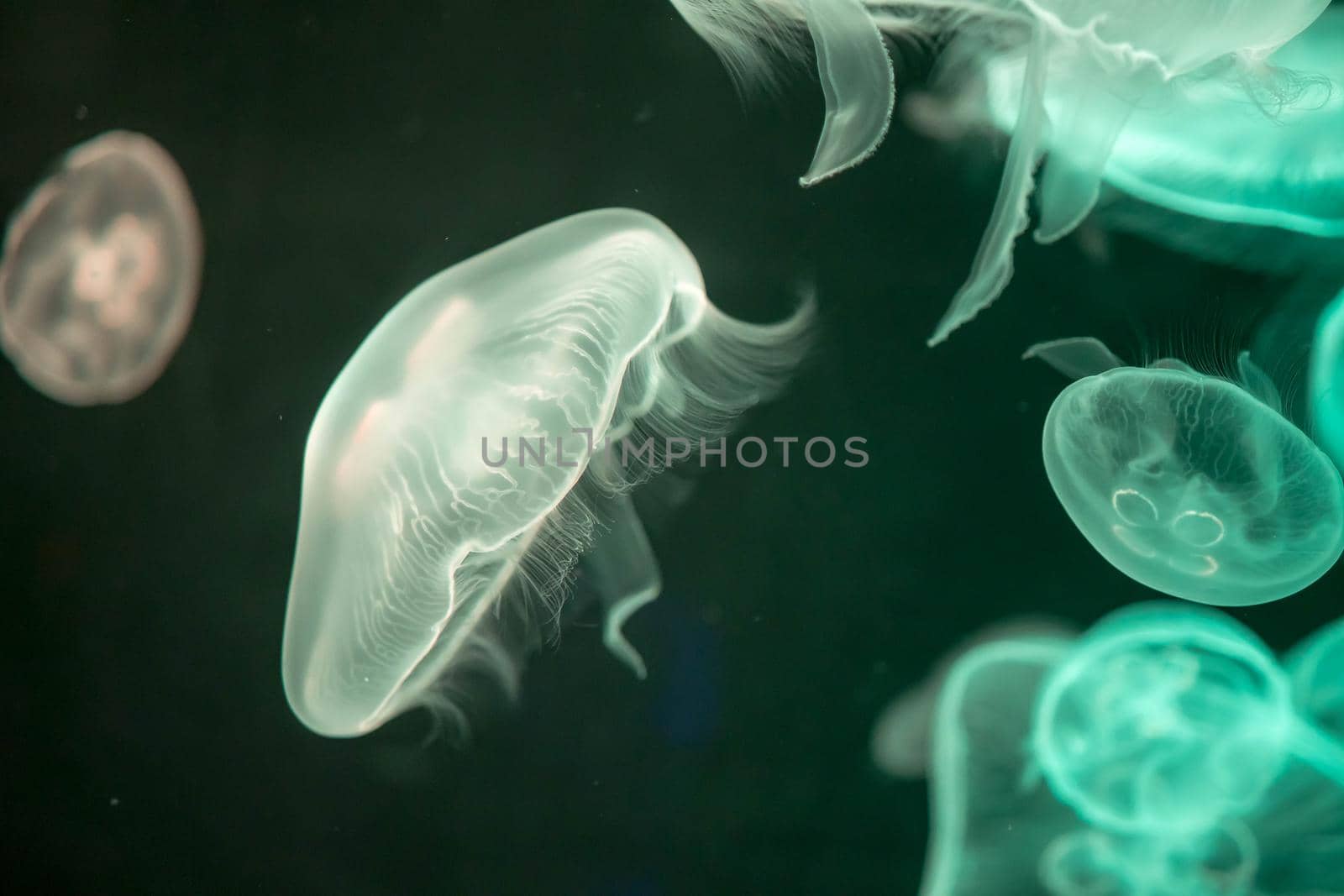 Blurry Colorful Jellyfishes floating on waters. Green Moon jellyfish Aurelia aurita by billroque