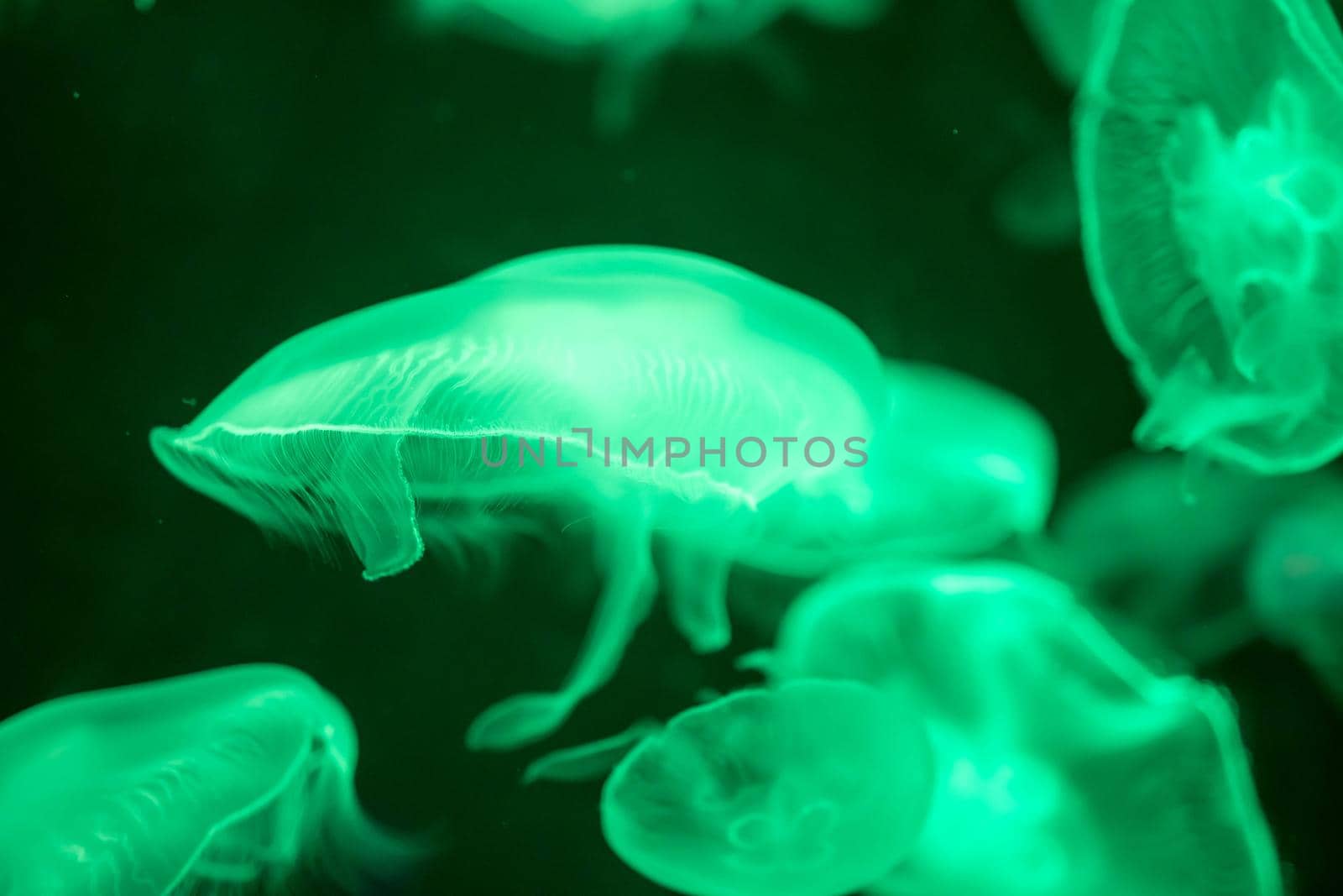 Blurry Colorful Jellyfishes floating on waters. Green Moon jellyfish Aurelia aurita