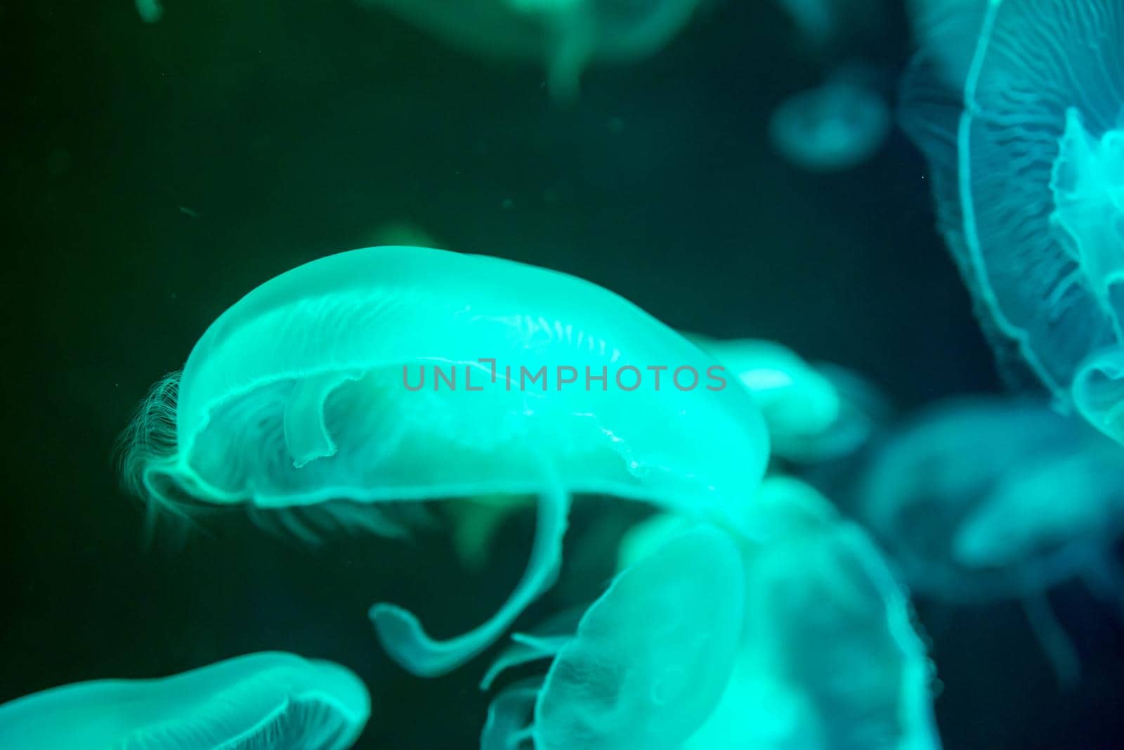 Blurry Colorful Jellyfishes floating on waters. Green Moon jellyfish Aurelia aurita