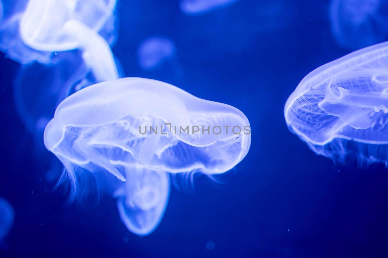 Blurry Colorful Jellyfishes floating on waters. Blue Moon jellyfish Aurelia aurita