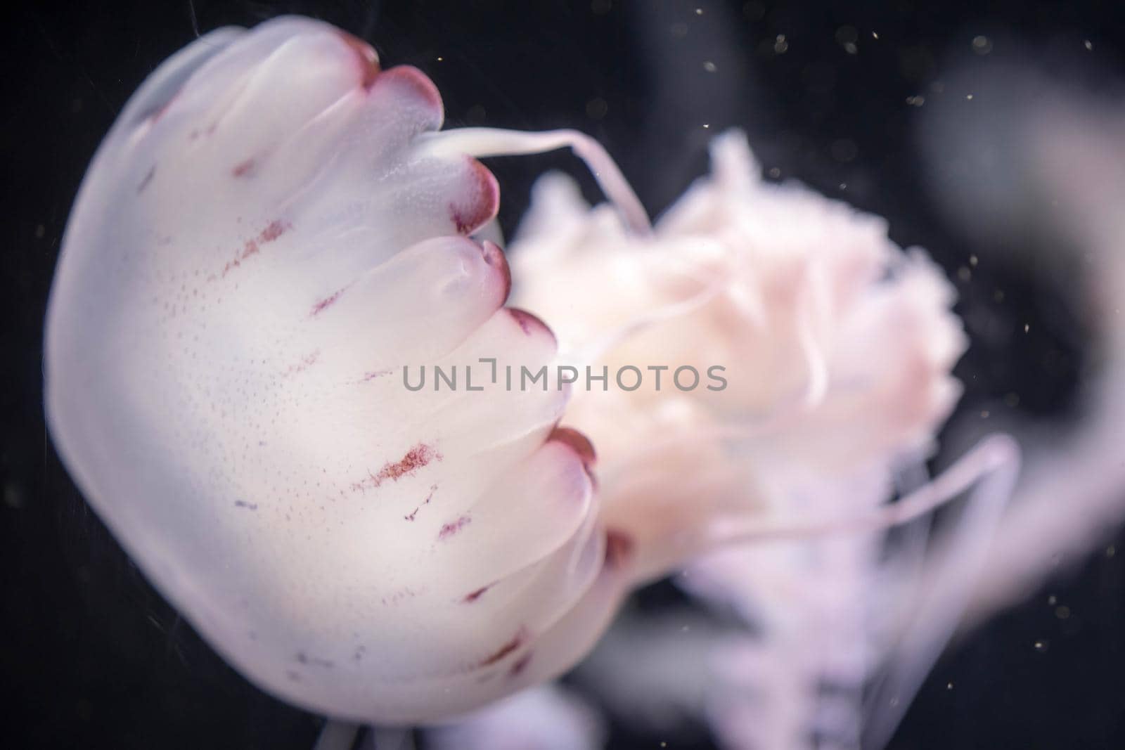 Blurry white colored jelly fishes floating on waters with long tentacles. White Pacific sea nettles