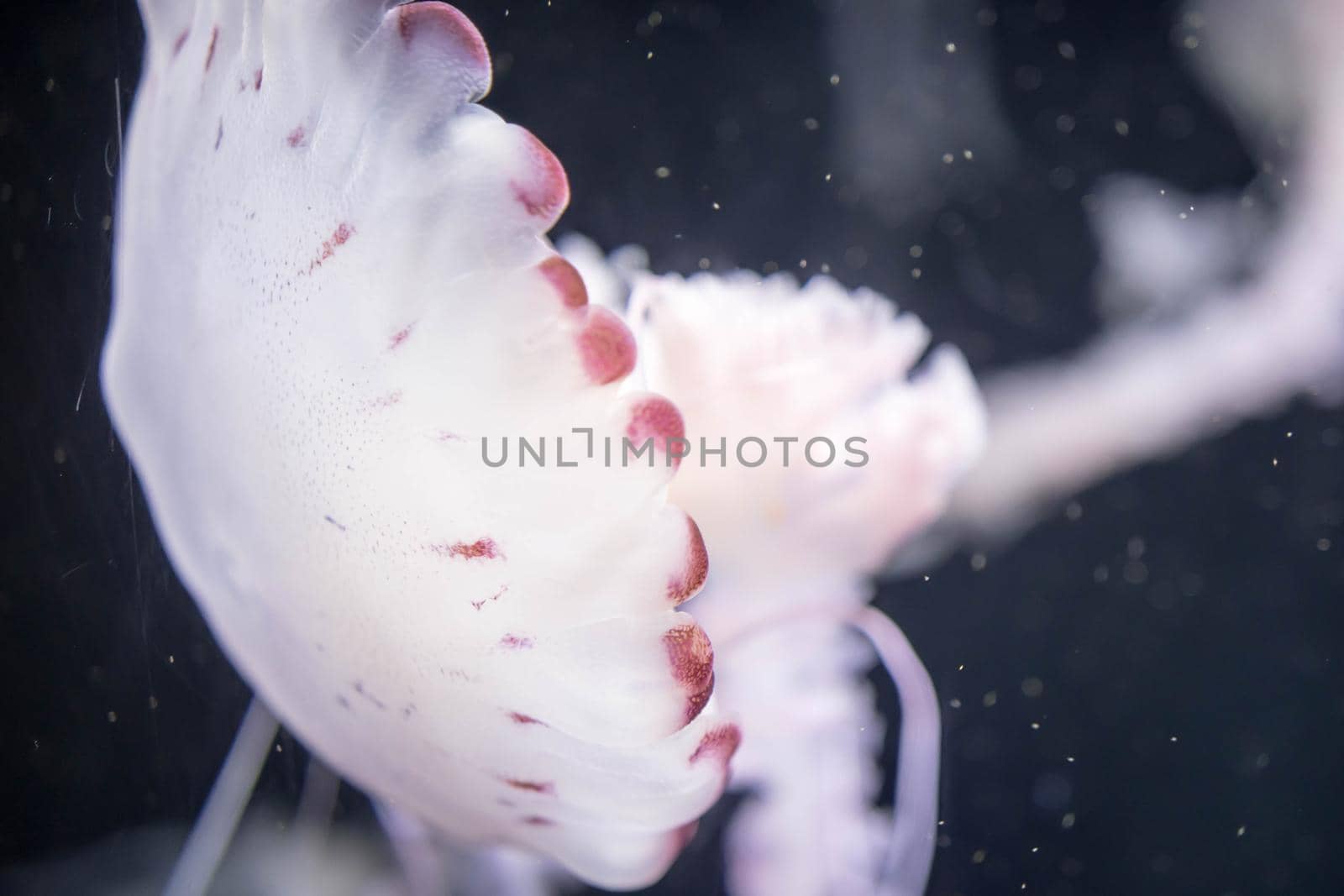 Blurry white colored jelly fishes floating on waters with long tentacles. White Pacific sea nettle by billroque