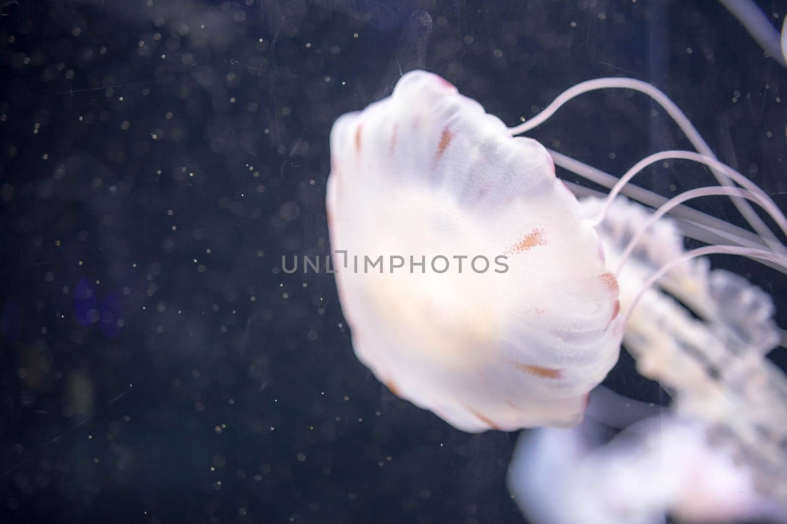 Blurry white colored jelly fishes floating on waters with long tentacles. White Pacific sea nettles