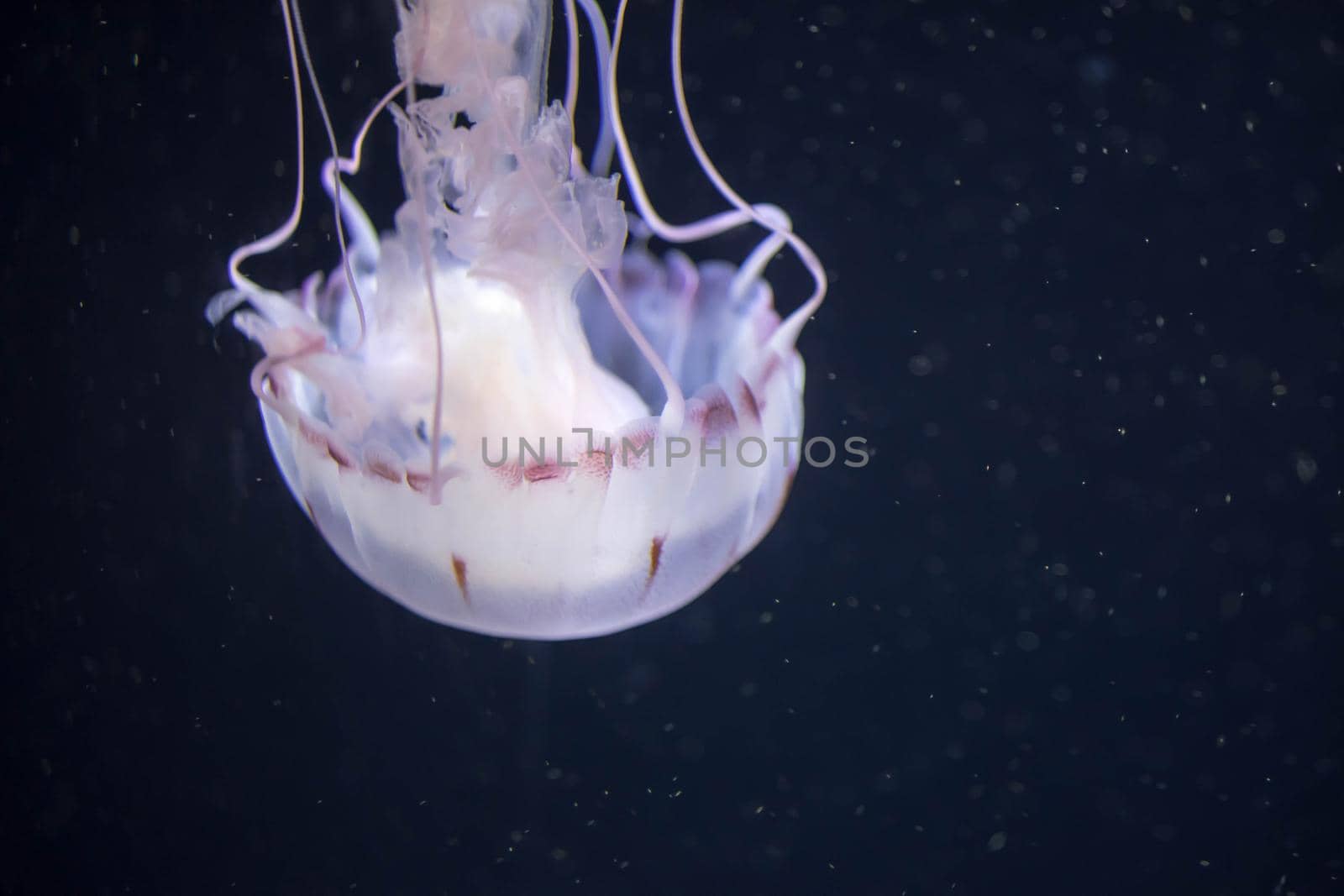 Blurry white colored jelly fishes floating on waters with long tentacles. White Pacific sea nettle by billroque