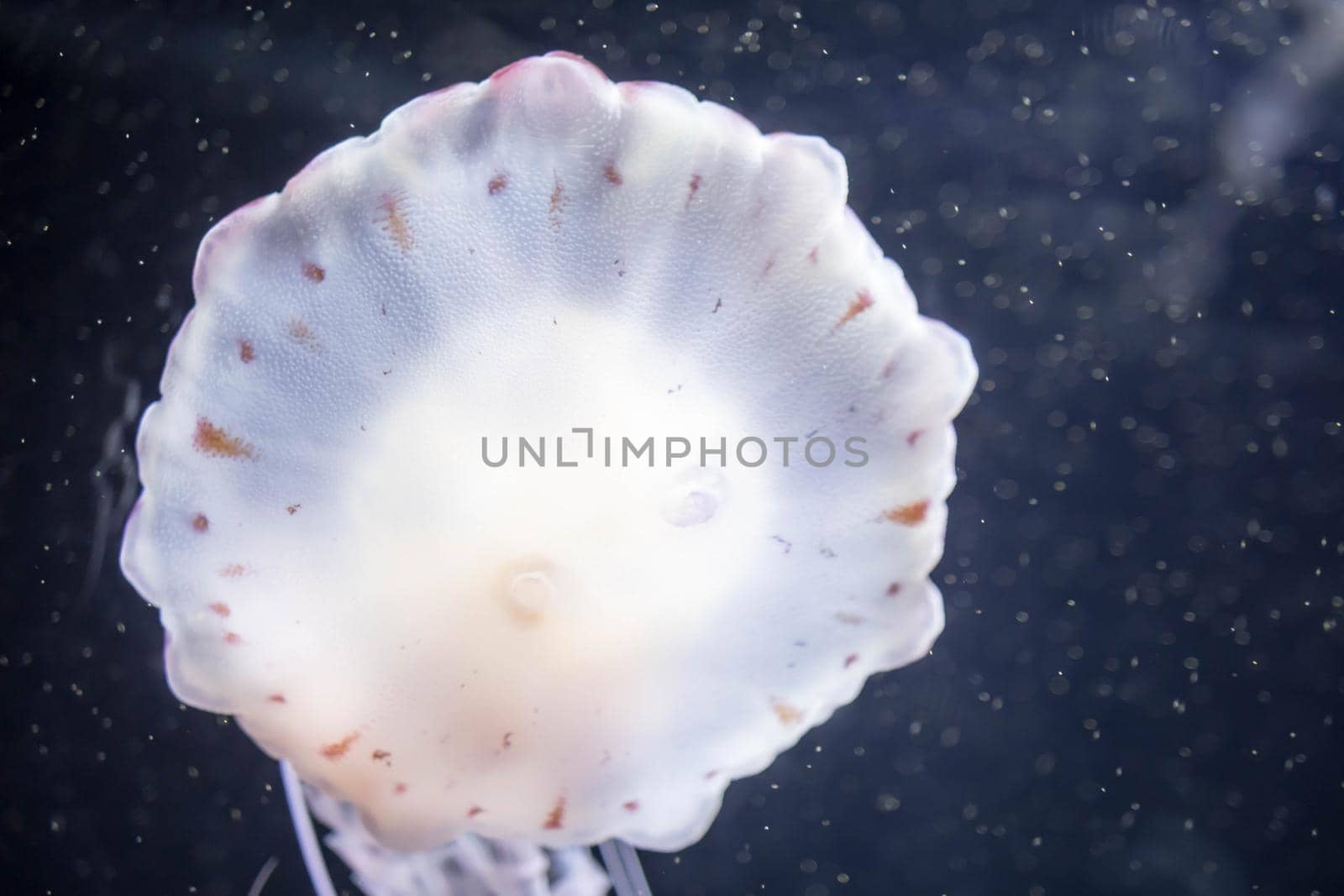 Blurry white colored jelly fishes floating on waters with long tentacles. White Pacific sea nettles