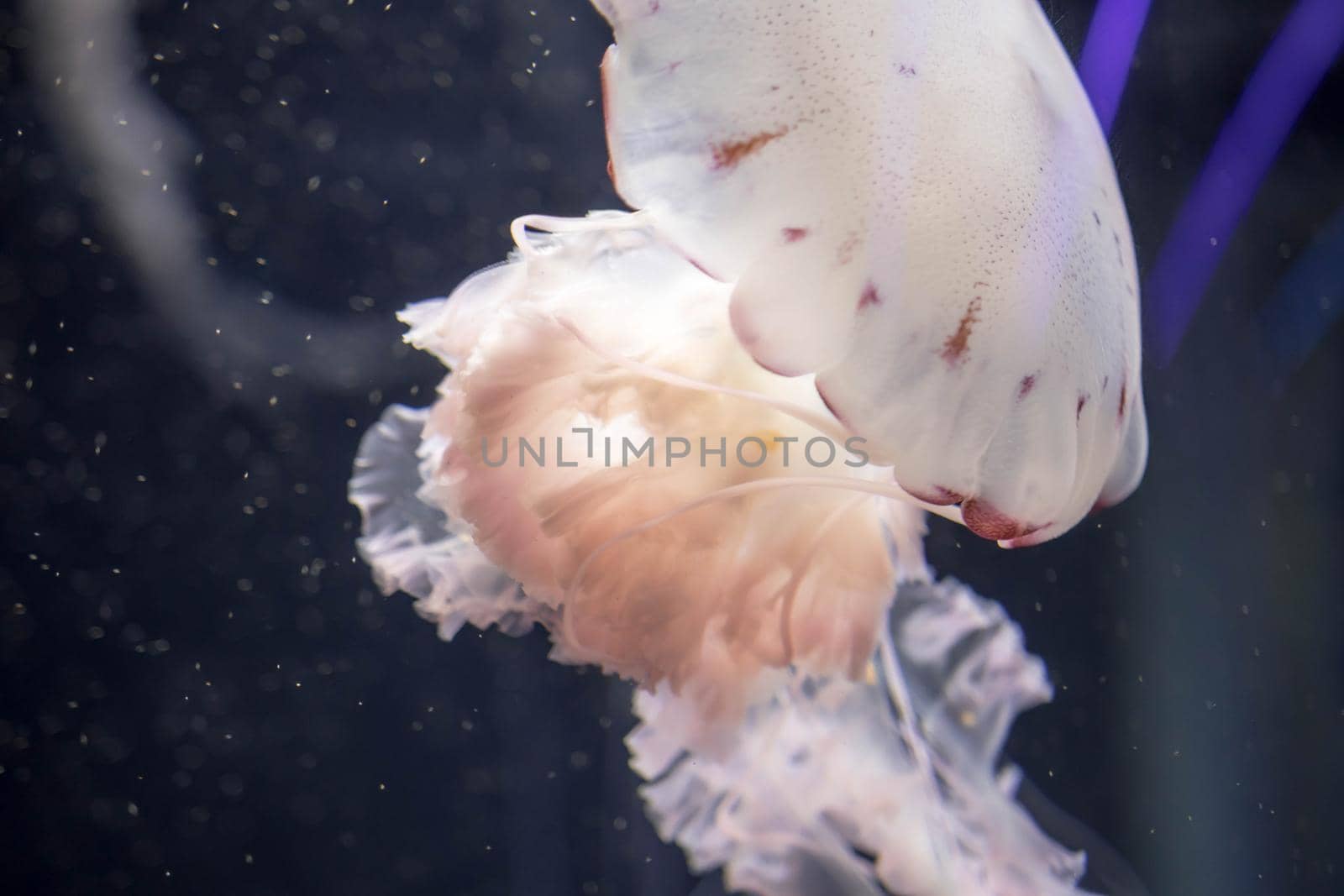 Blurry white colored jelly fishes floating on waters with long tentacles. White Pacific sea nettles