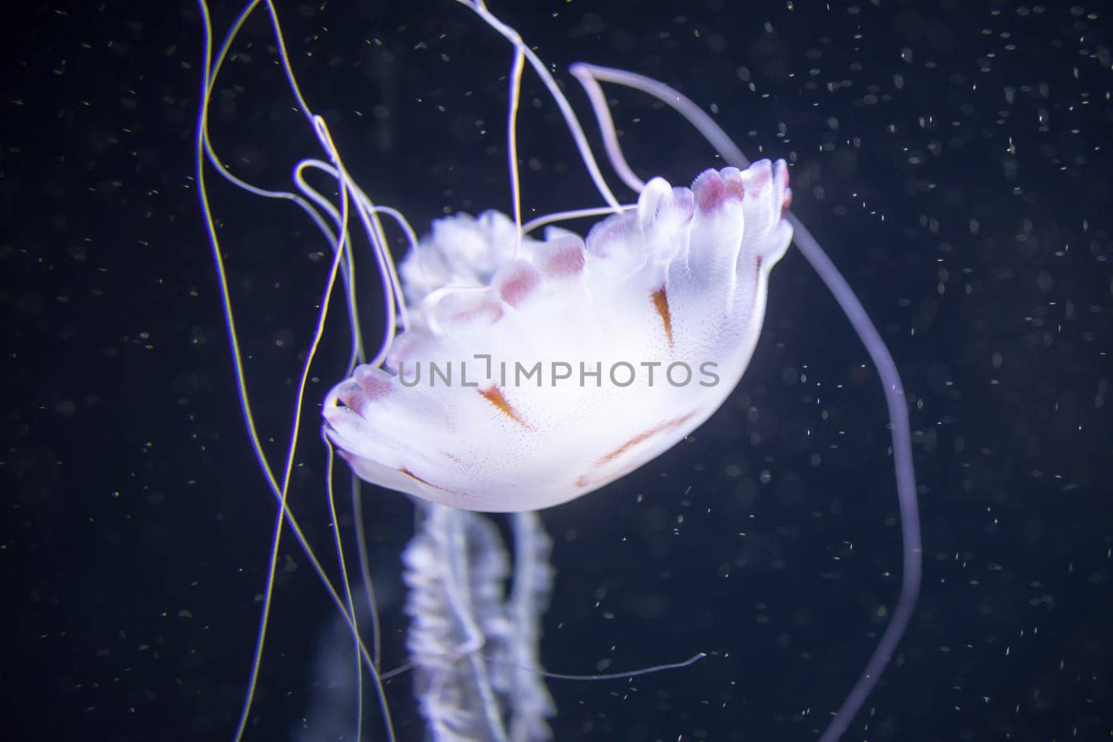 Blurry white colored jelly fishes floating on waters with long tentacles. White Pacific sea nettles