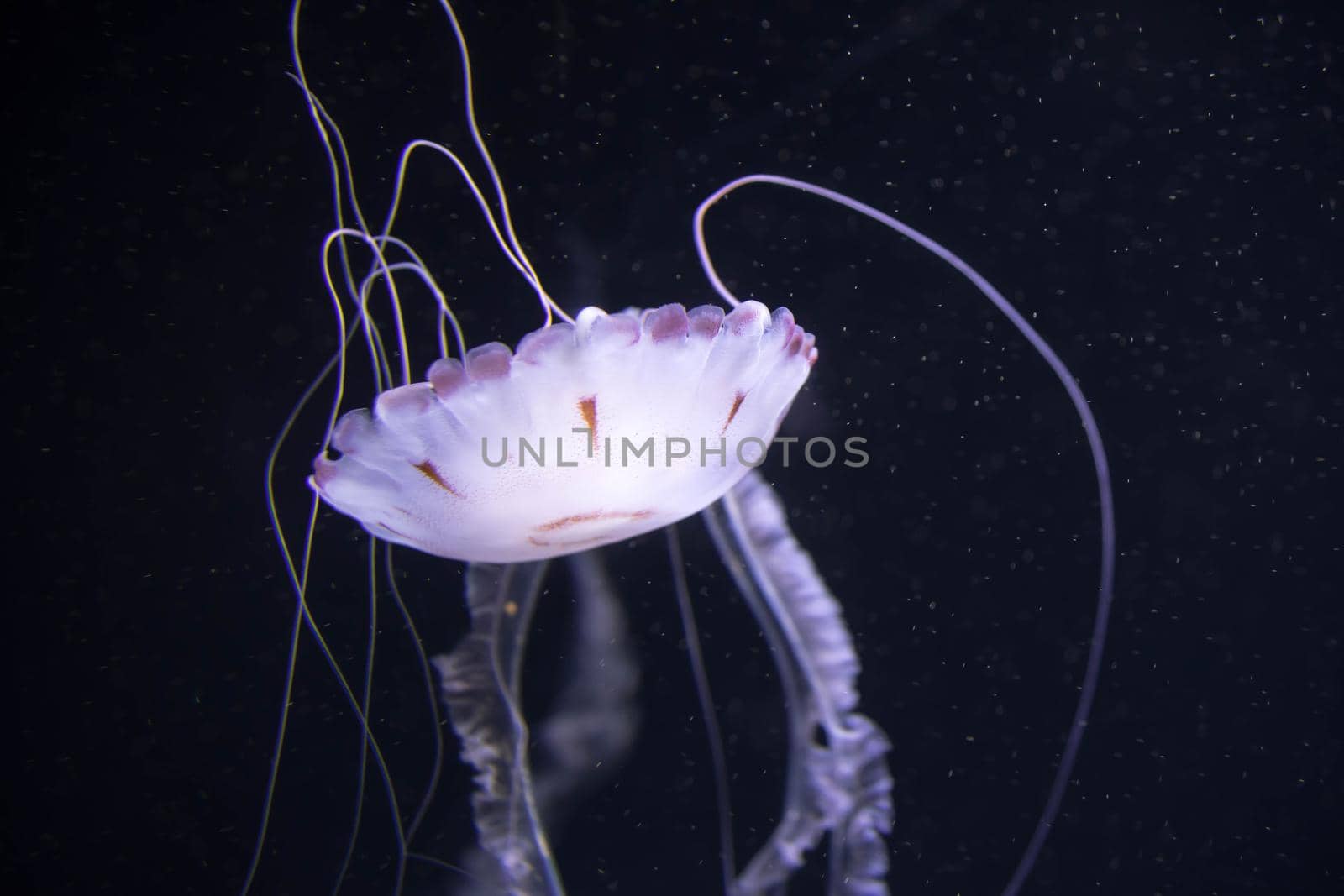 Blurry white colored jelly fishes floating on waters with long tentacles. White Pacific sea nettles