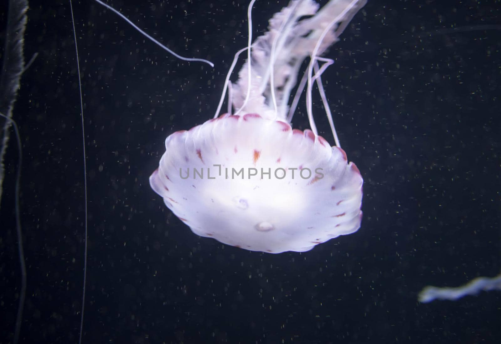 Blurry white colored jelly fishes floating on waters with long tentacles. White Pacific sea nettles