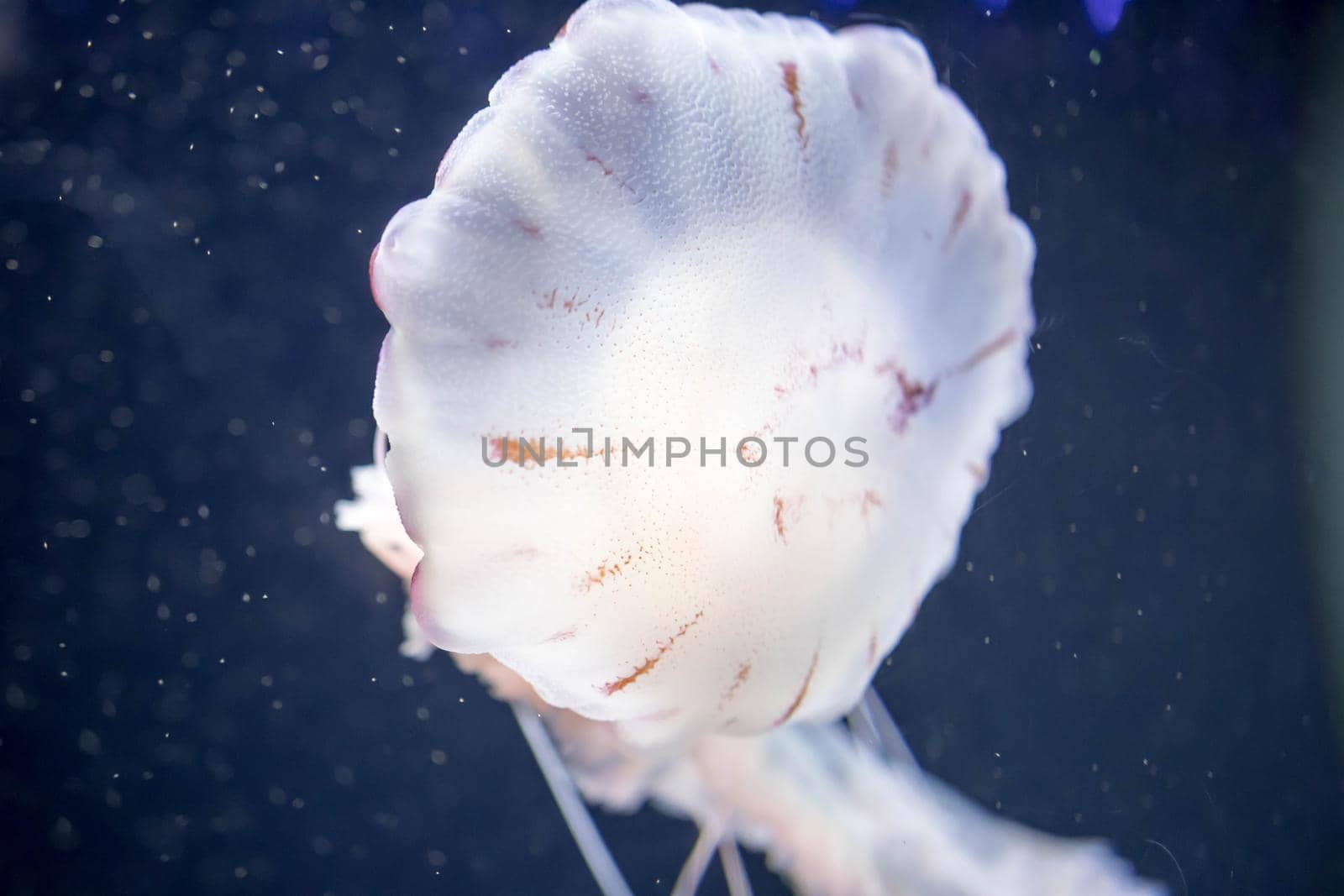 Blurry white colored jelly fishes floating on waters with long tentacles. White Pacific sea nettles