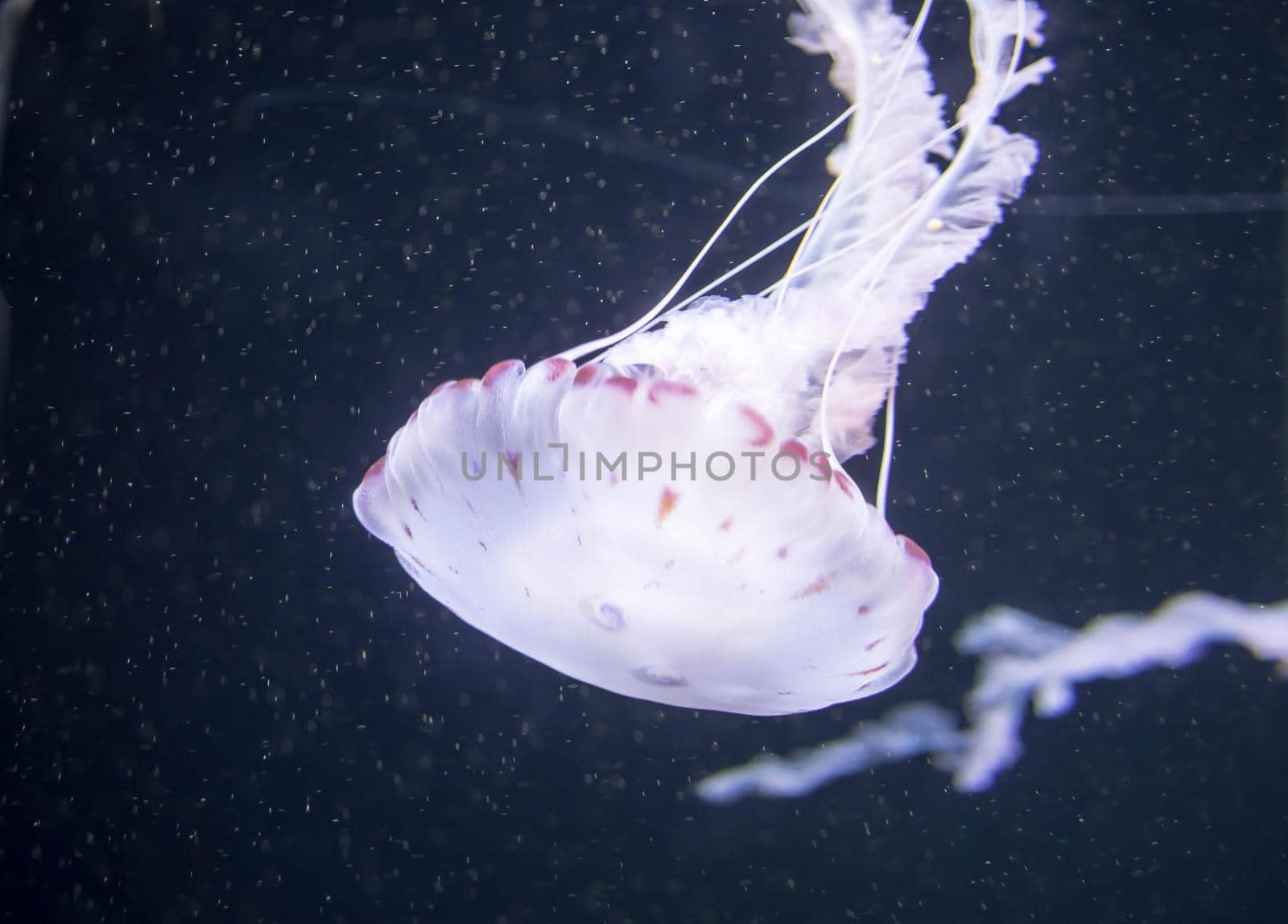 Blurry white colored jelly fishes floating on waters with long tentacles. White Pacific sea nettles