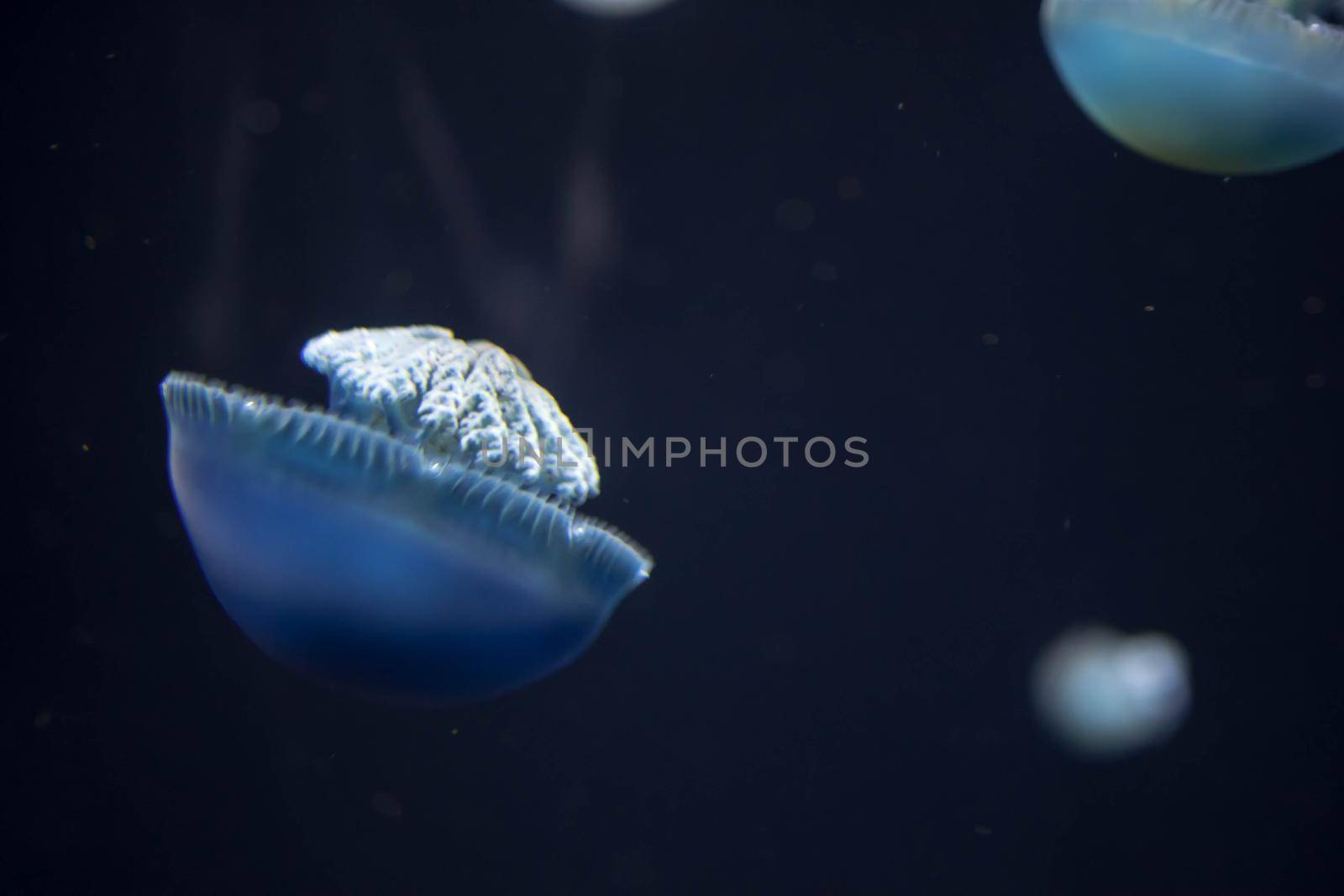 Blurry breede river jellyfish species forms large swarms in the Breede River during summer.