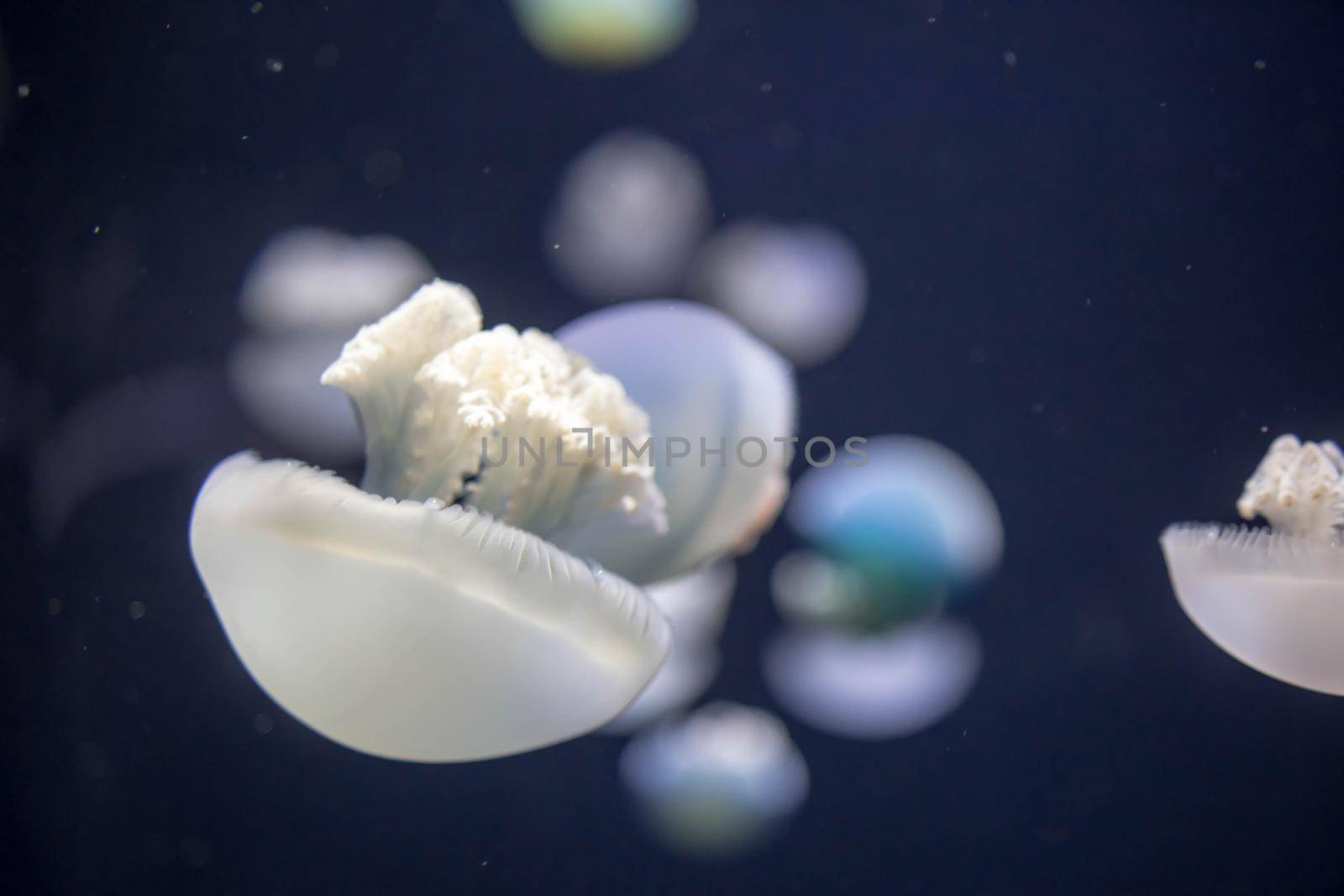 Blurry breede river jellyfish species forms large swarms in the Breede River during summer.