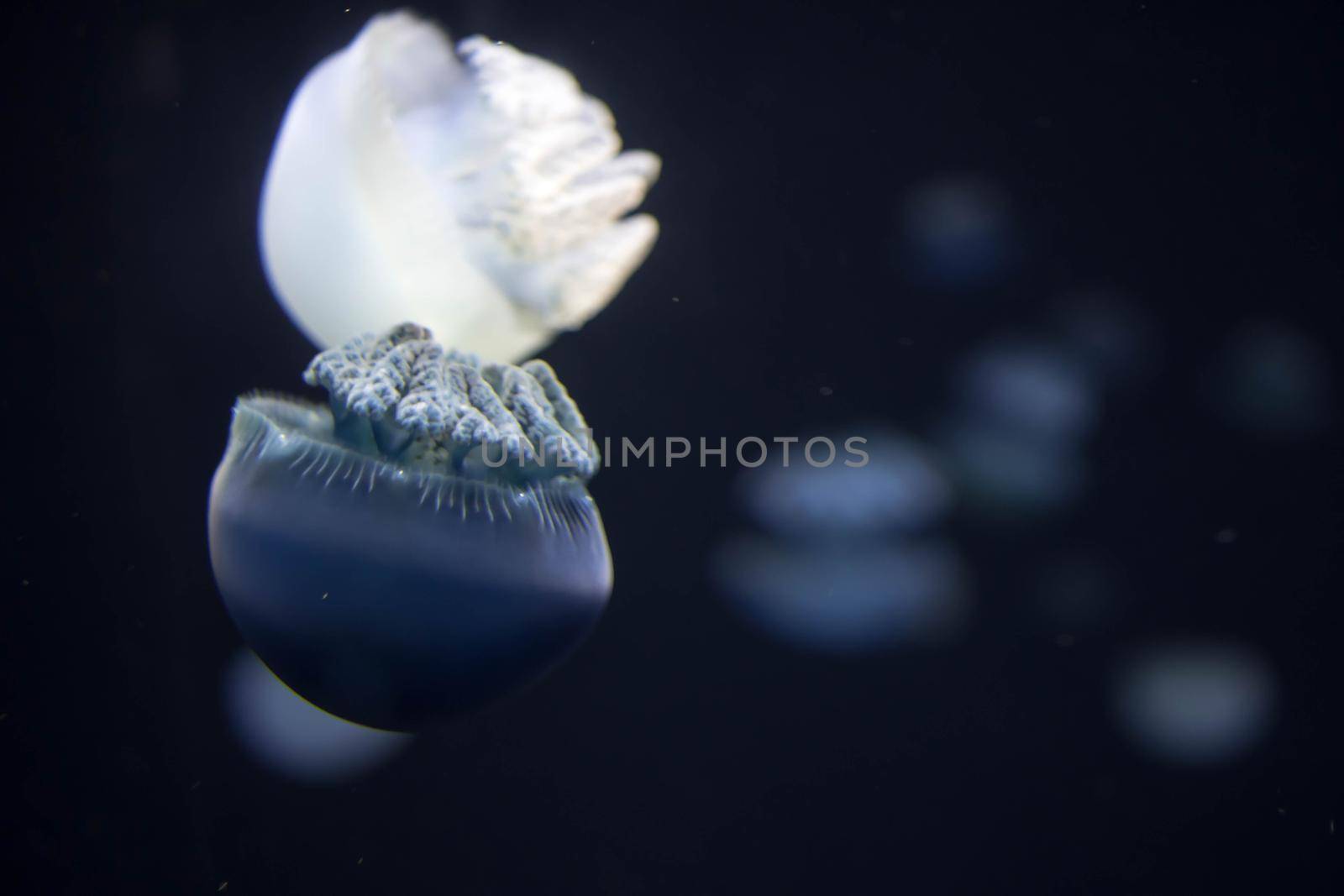 Blurry breede river jellyfish species forms large swarms in the Breede River during summer.