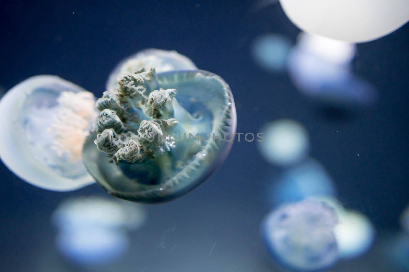 Blurry breede river jellyfish species forms large swarms in the Breede River during summer by billroque