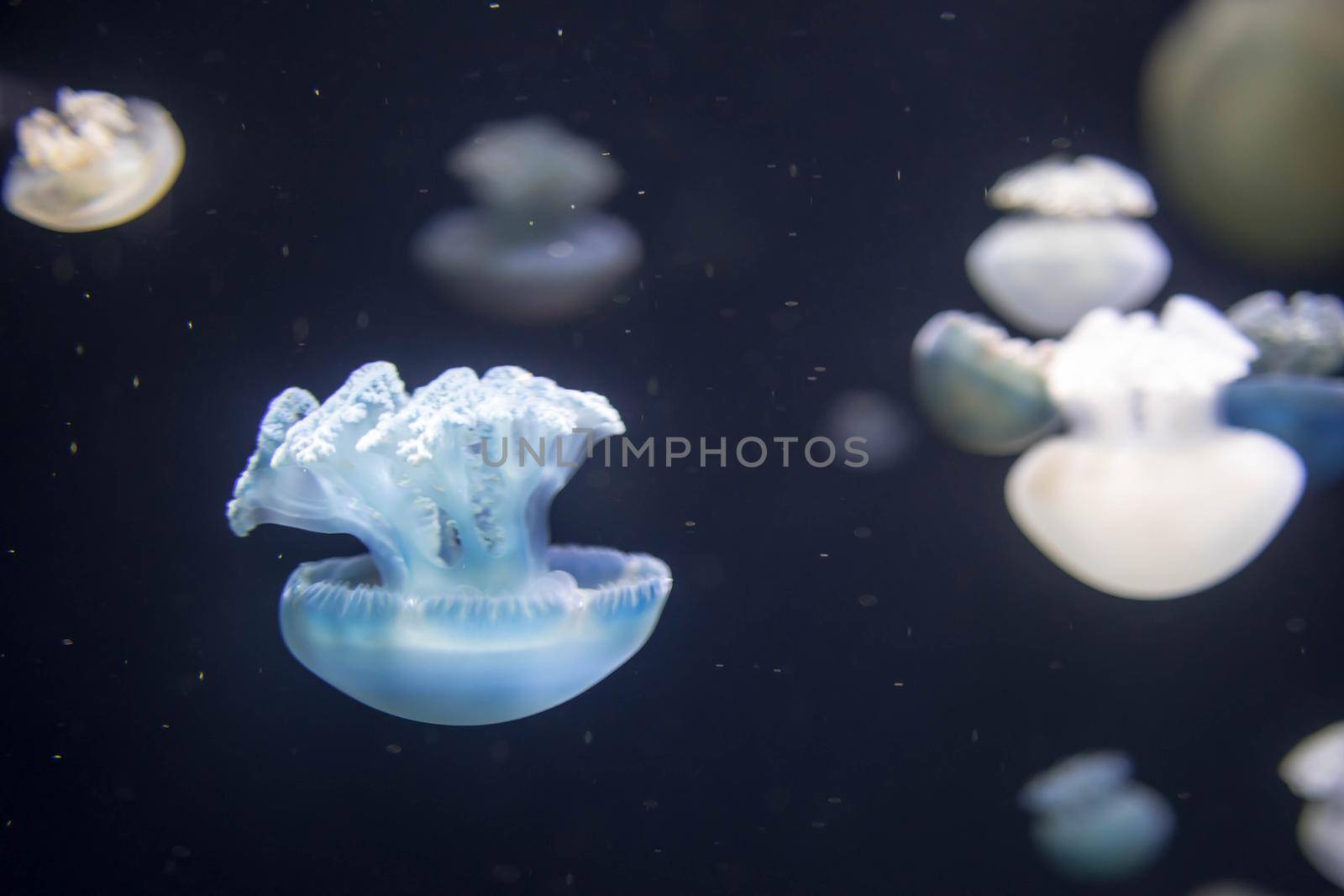 Blurry breede river jellyfish species forms large swarms in the Breede River during summer.