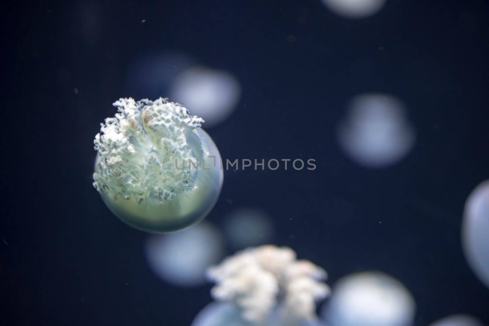 Blurry breede river jellyfish species forms large swarms in the Breede River during summer by billroque