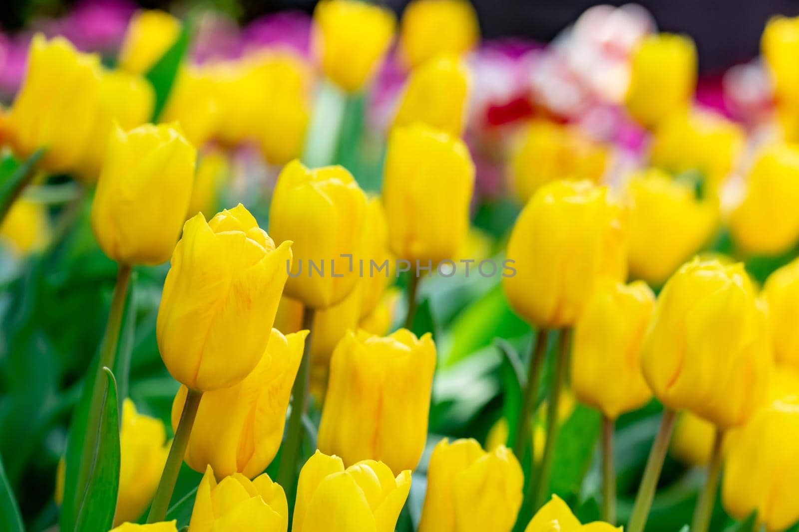 bed of yellow tulips with blurry background in a flora park in singapore