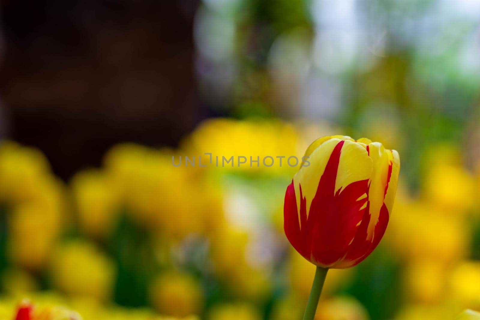 Red and yellow tulips with blurry yellow background in a flower  garden in Singapore