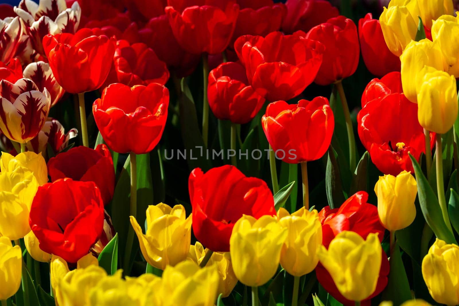 Bed of yellow and red flowers with blurry background by billroque
