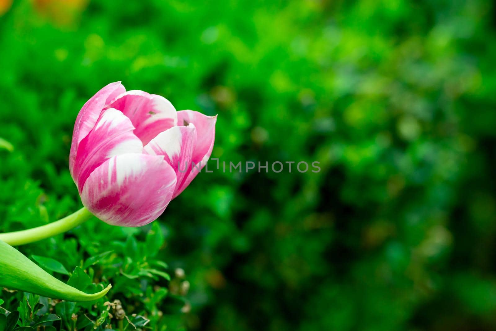 pink flower isolated with a blurry green background in a flower park in Singapore