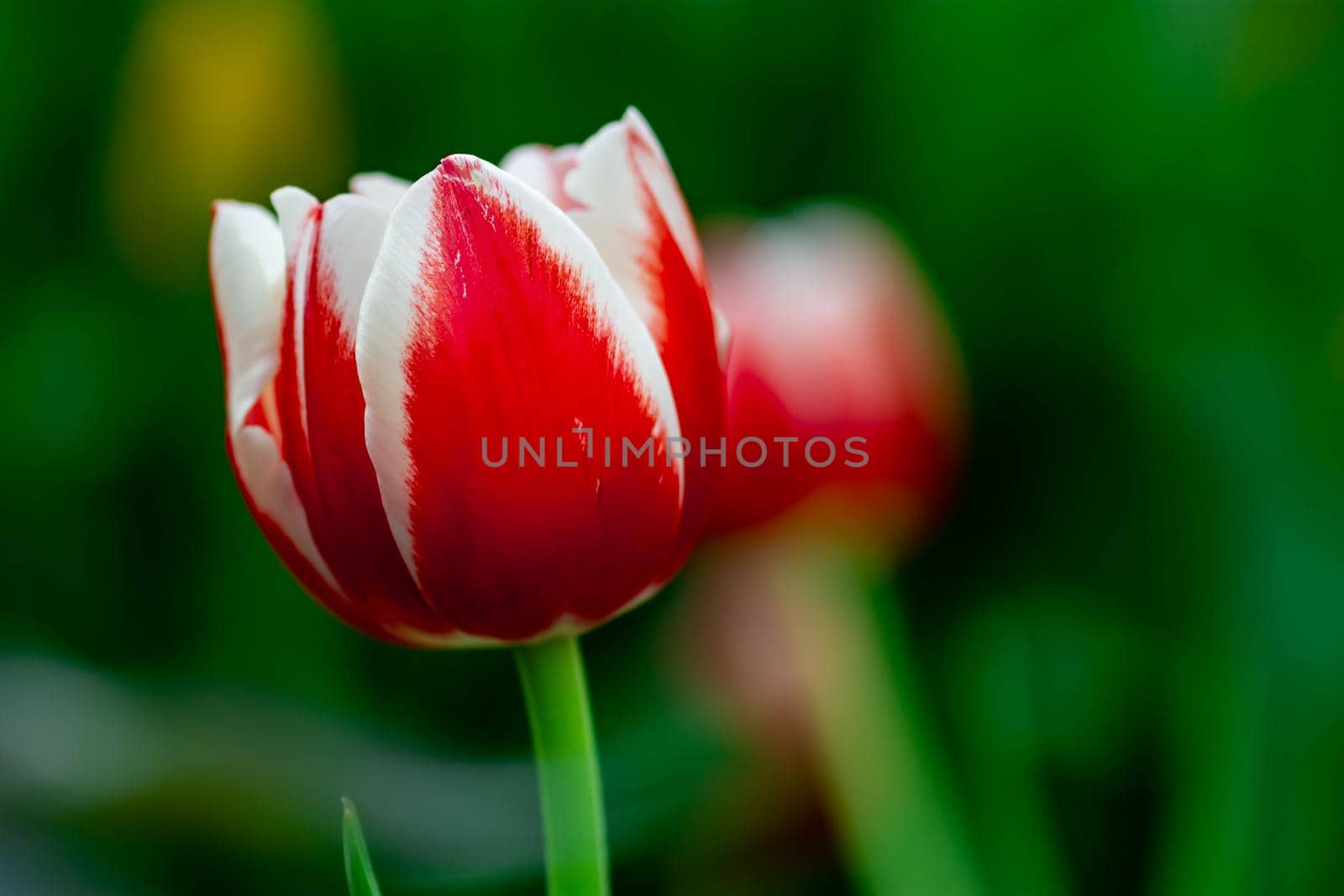 white and red tulip with green blurry background by billroque