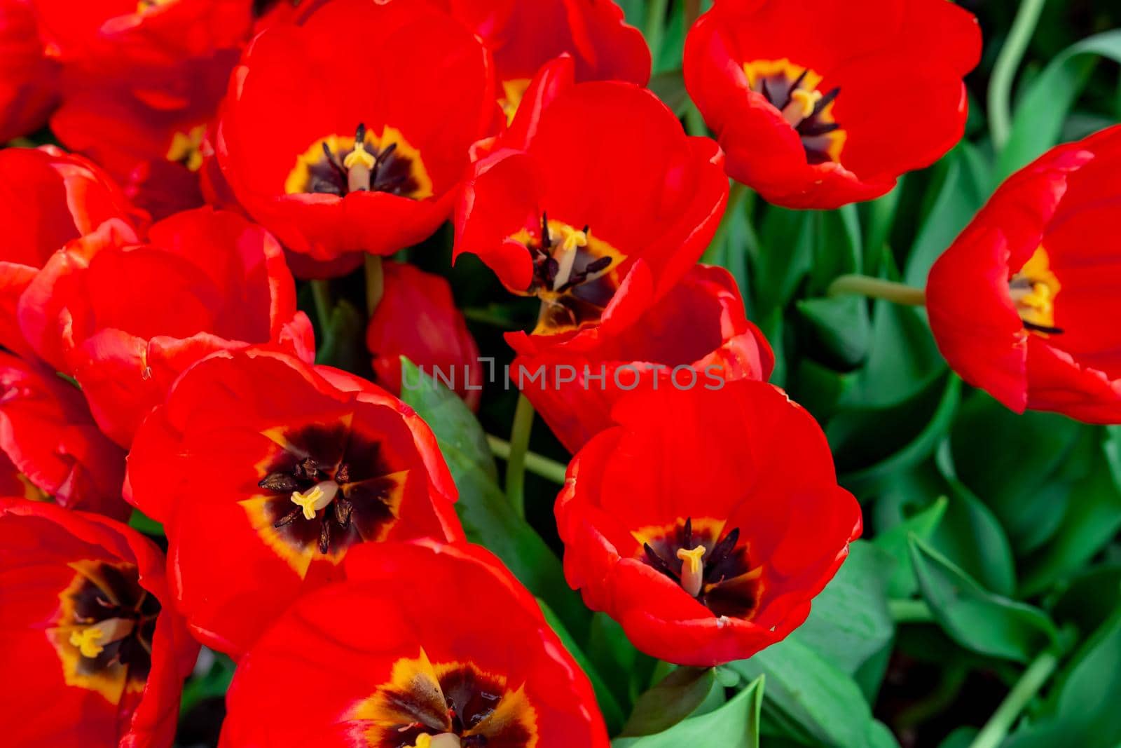 Colorful Red flowers macro shot with blurry green background by billroque